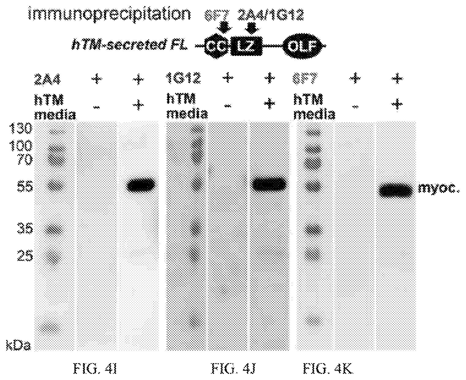 Patent US12422441 Figure 7 – Antibodies that bind to natively folded myocilin