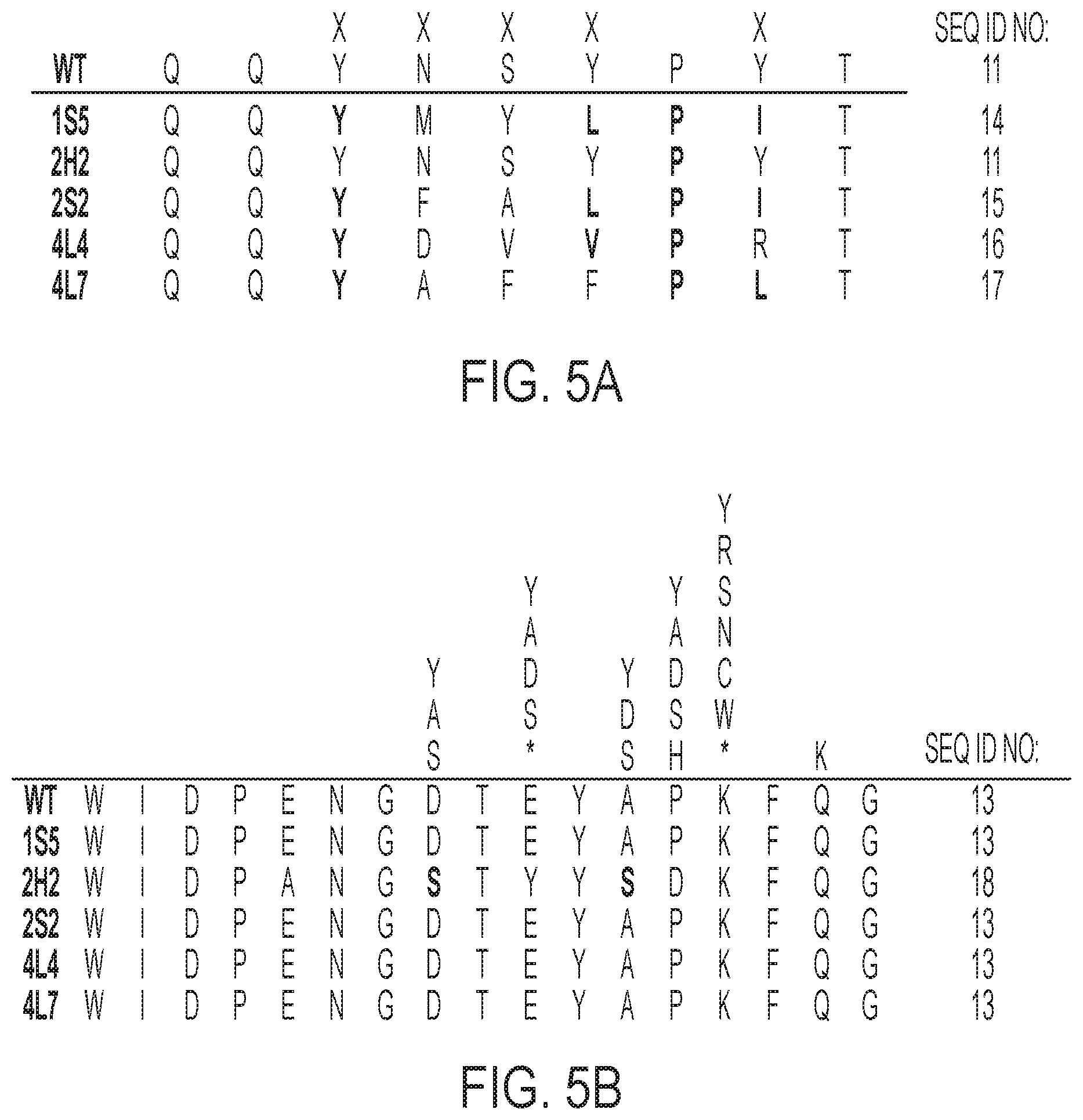 Patent US12422441 Figure 8 – Antibodies that bind to natively folded myocilin
