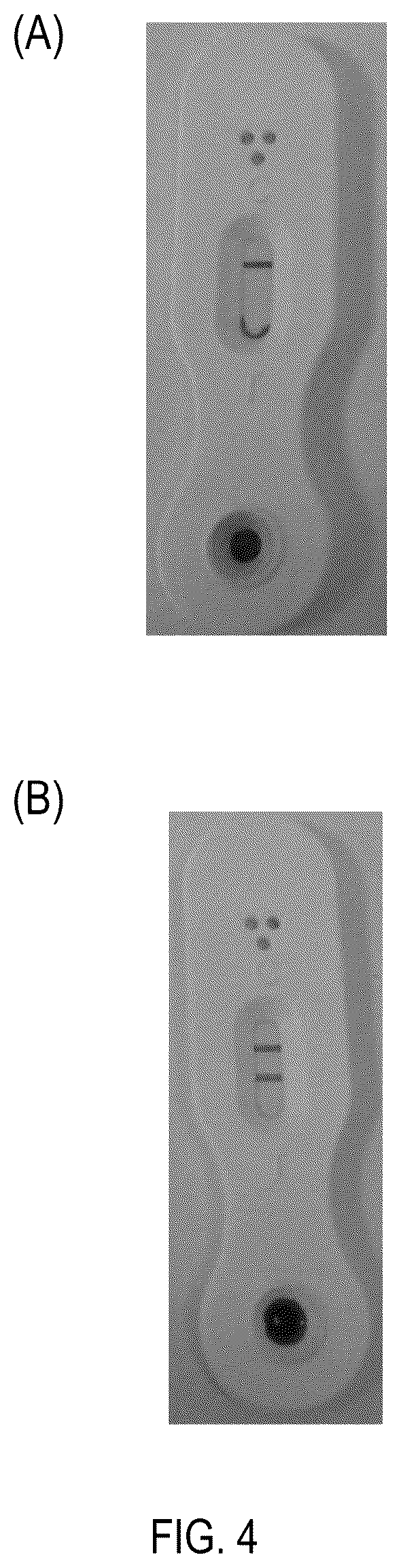 Patent US12422444 Figure 4 – Lateral flow immunoassays for the detection of antibodies against biological drugs