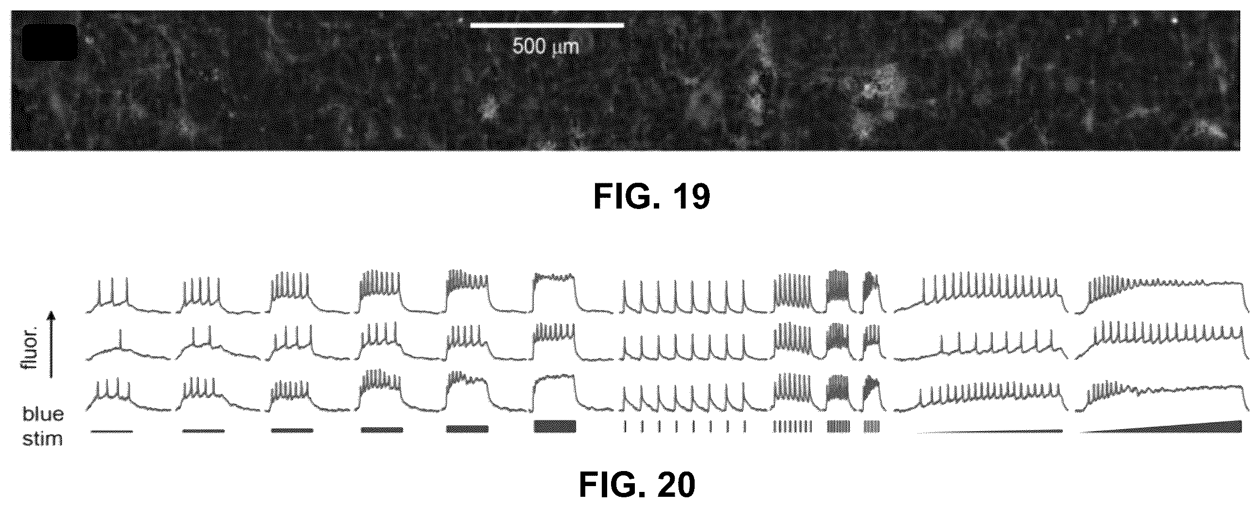 Patent US12422660 Figure 19 – Microscope for imaging samples within wells of multi-well plates hold by stage and beam homogenizer for homogenizing beam