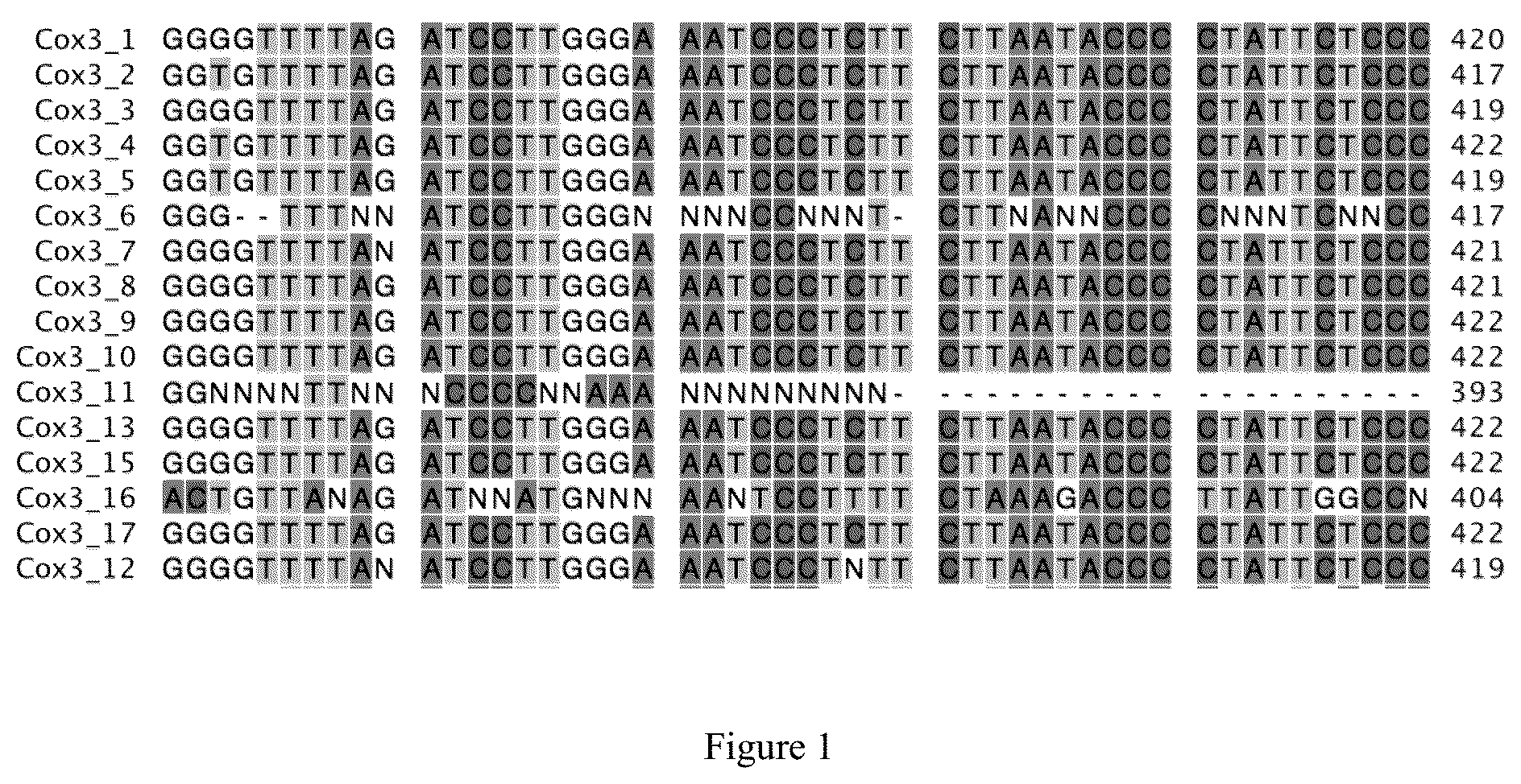 Patent US12426559 — Triticale cultivar 343CMS and novel sequences for male sterility — Figure 1