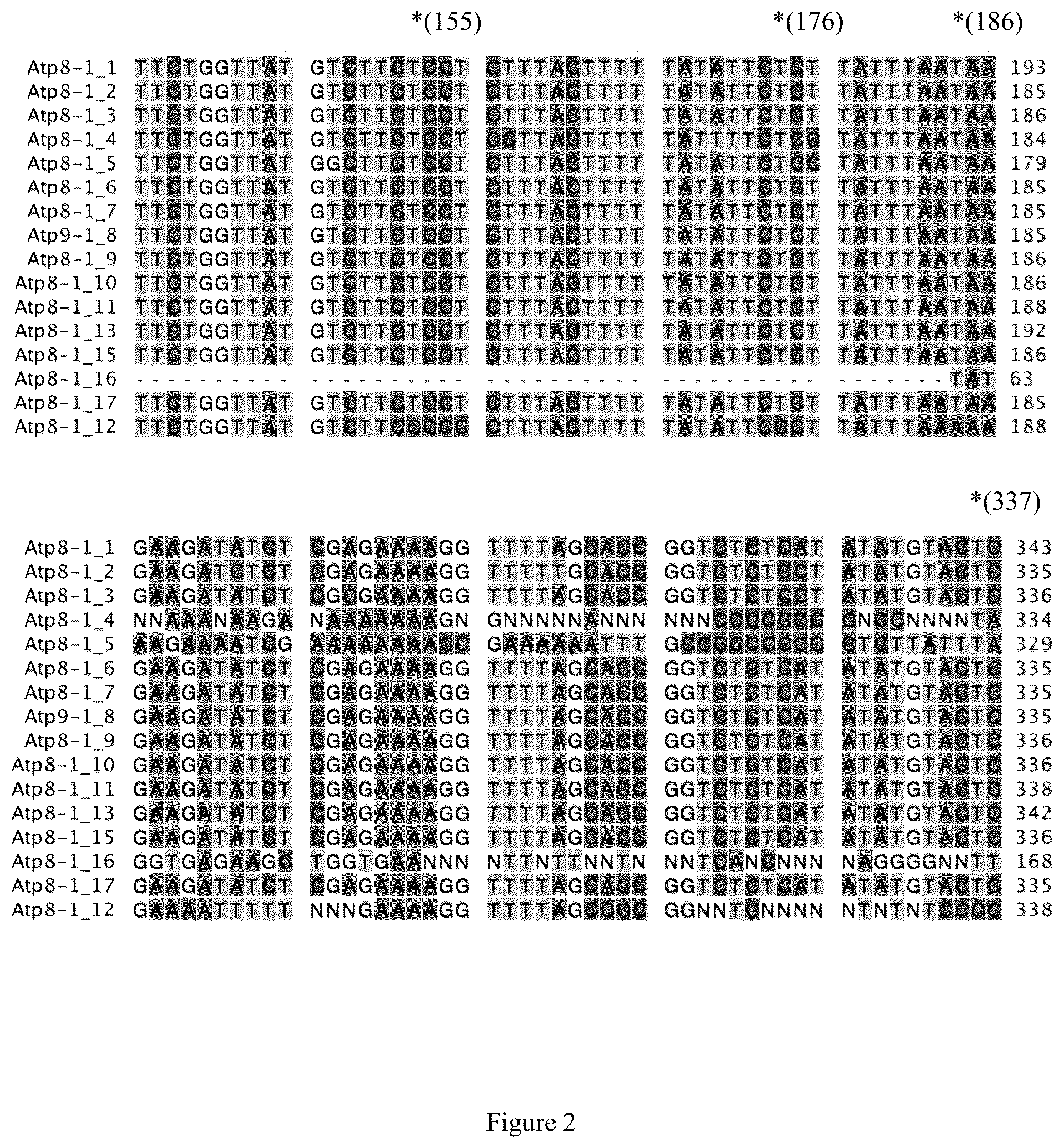 Patent US12426559 Figure 2 – Triticale cultivar 343CMS and novel sequences for male sterility