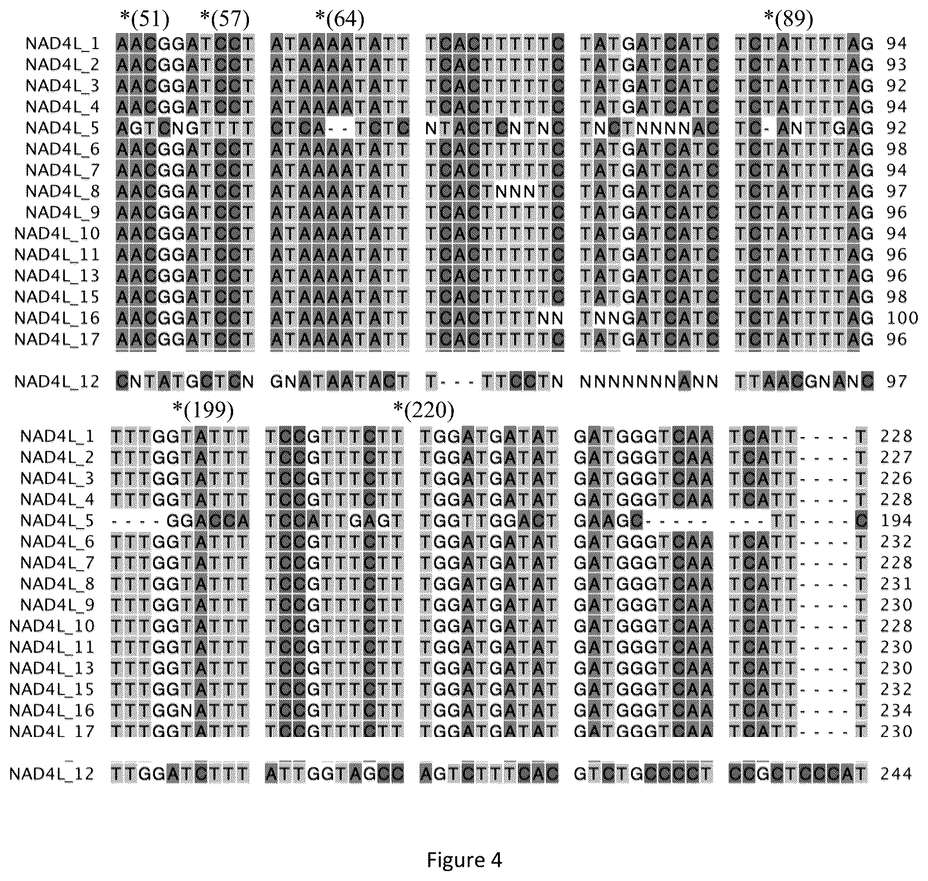 Patent US12426559 Figure 4 – Triticale cultivar 343CMS and novel sequences for male sterility