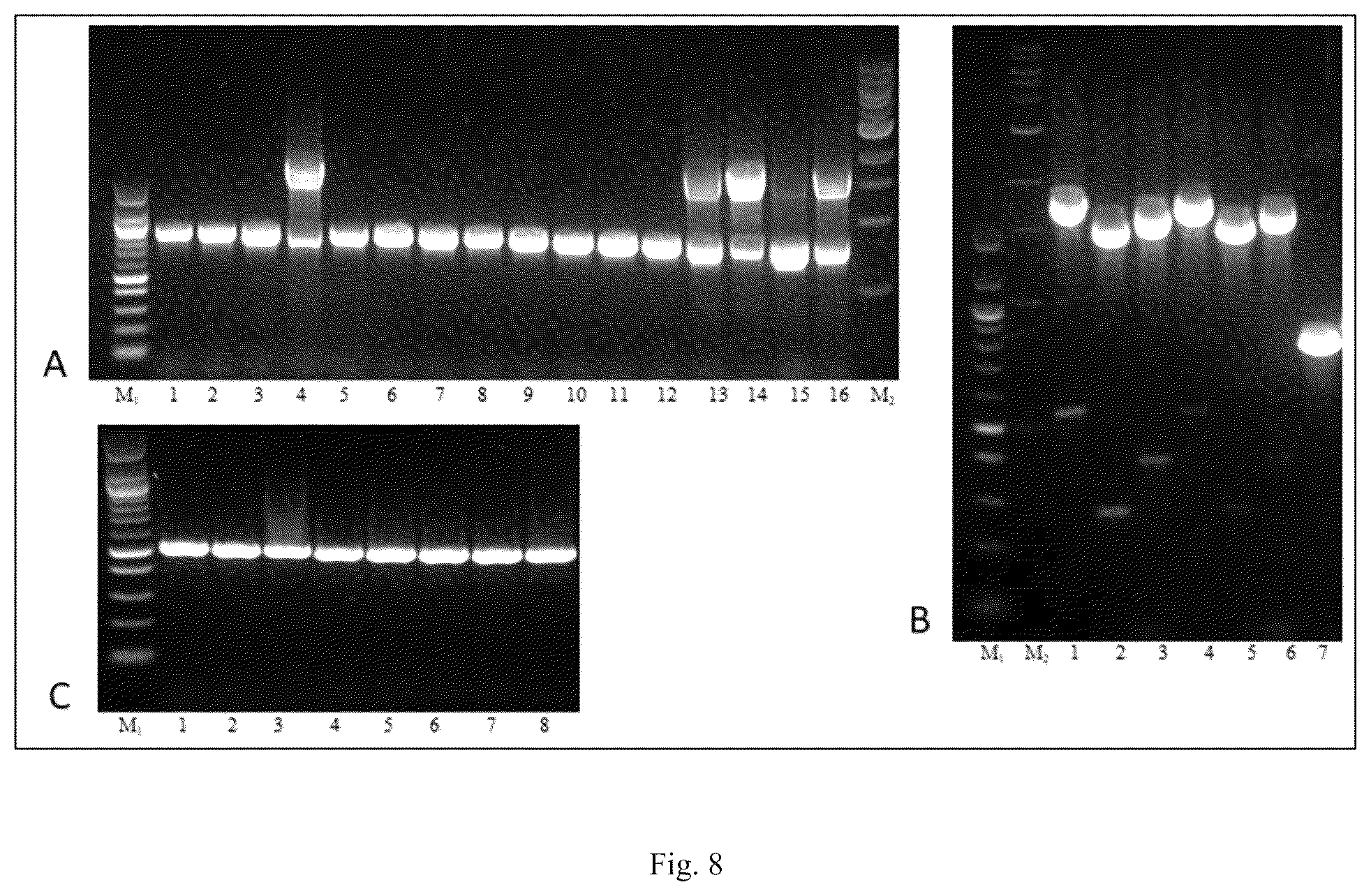 Patent US12426568 Figure 8 – System and methods for the biocontrol of plant pathogens