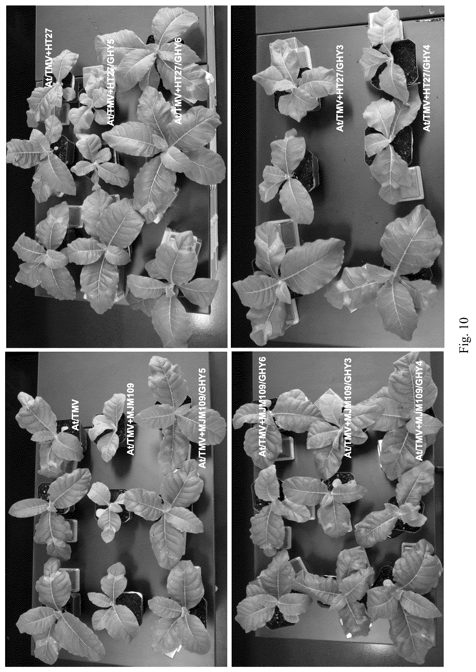 Patent US12426568 Figure 10 – System and methods for the biocontrol of plant pathogens