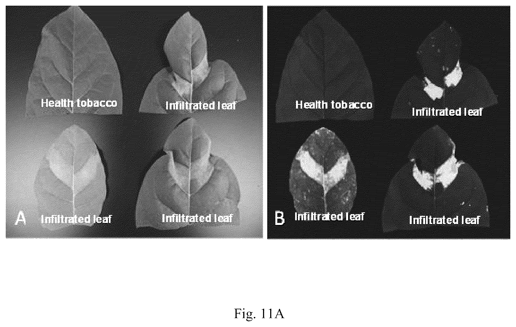 Patent US12426568 Figure 11 – System and methods for the biocontrol of plant pathogens