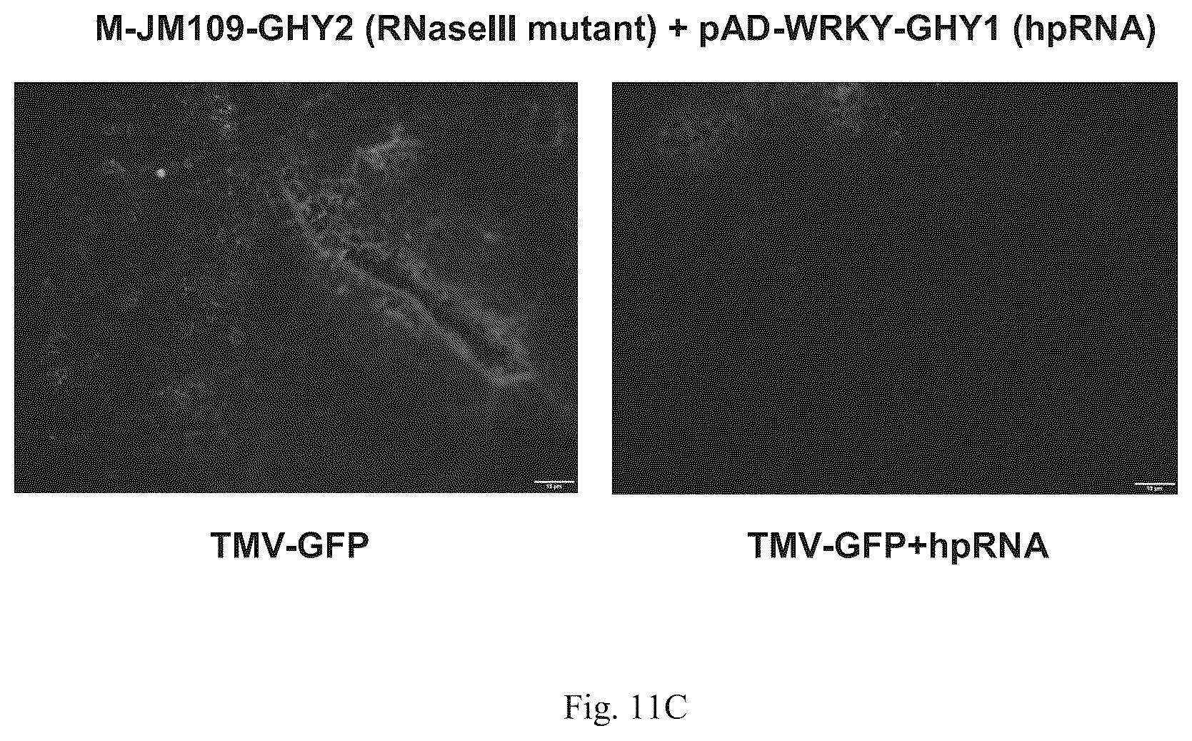 Patent US12426568 Figure 13 – System and methods for the biocontrol of plant pathogens