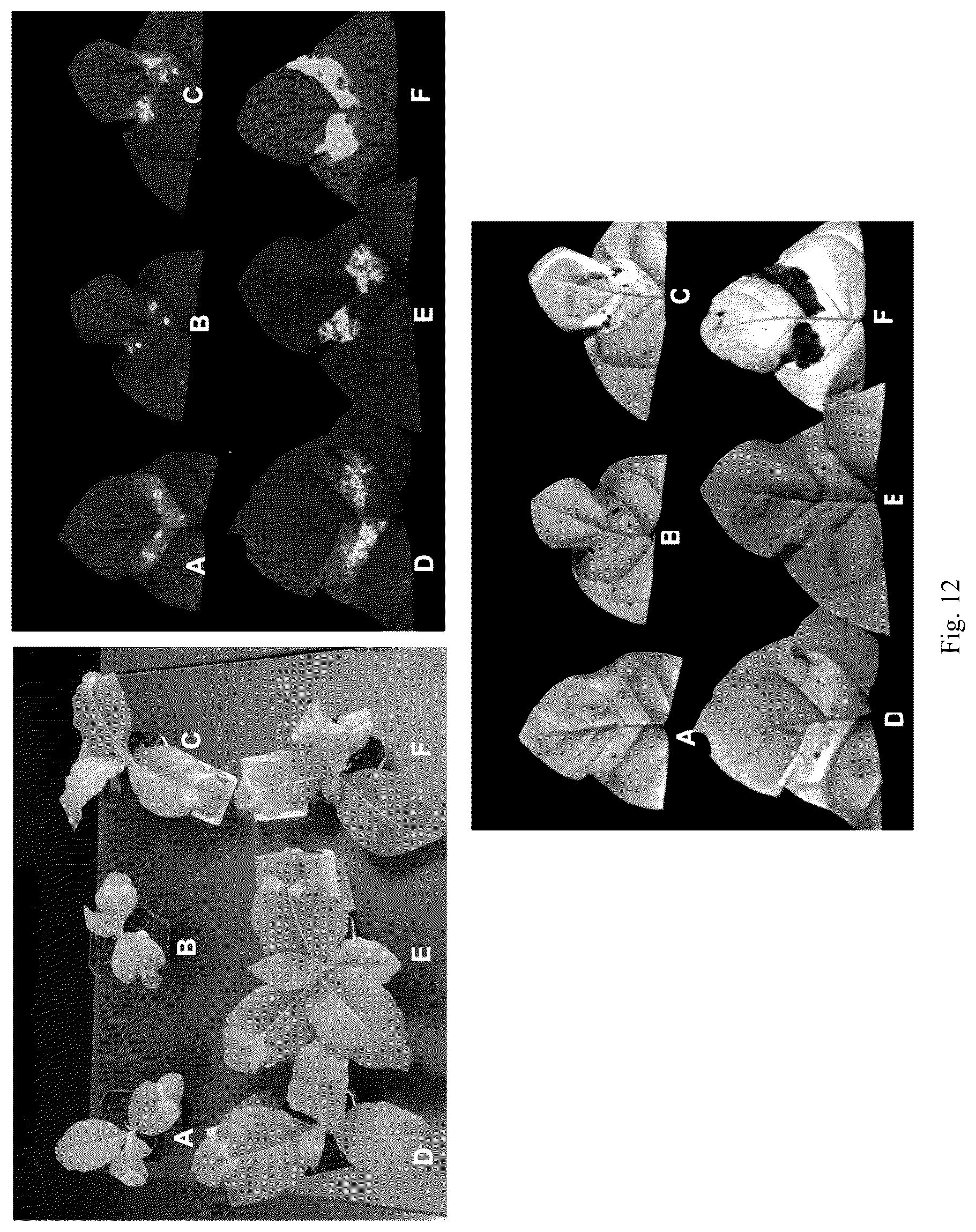 Patent US12426568 Figure 14 – System and methods for the biocontrol of plant pathogens