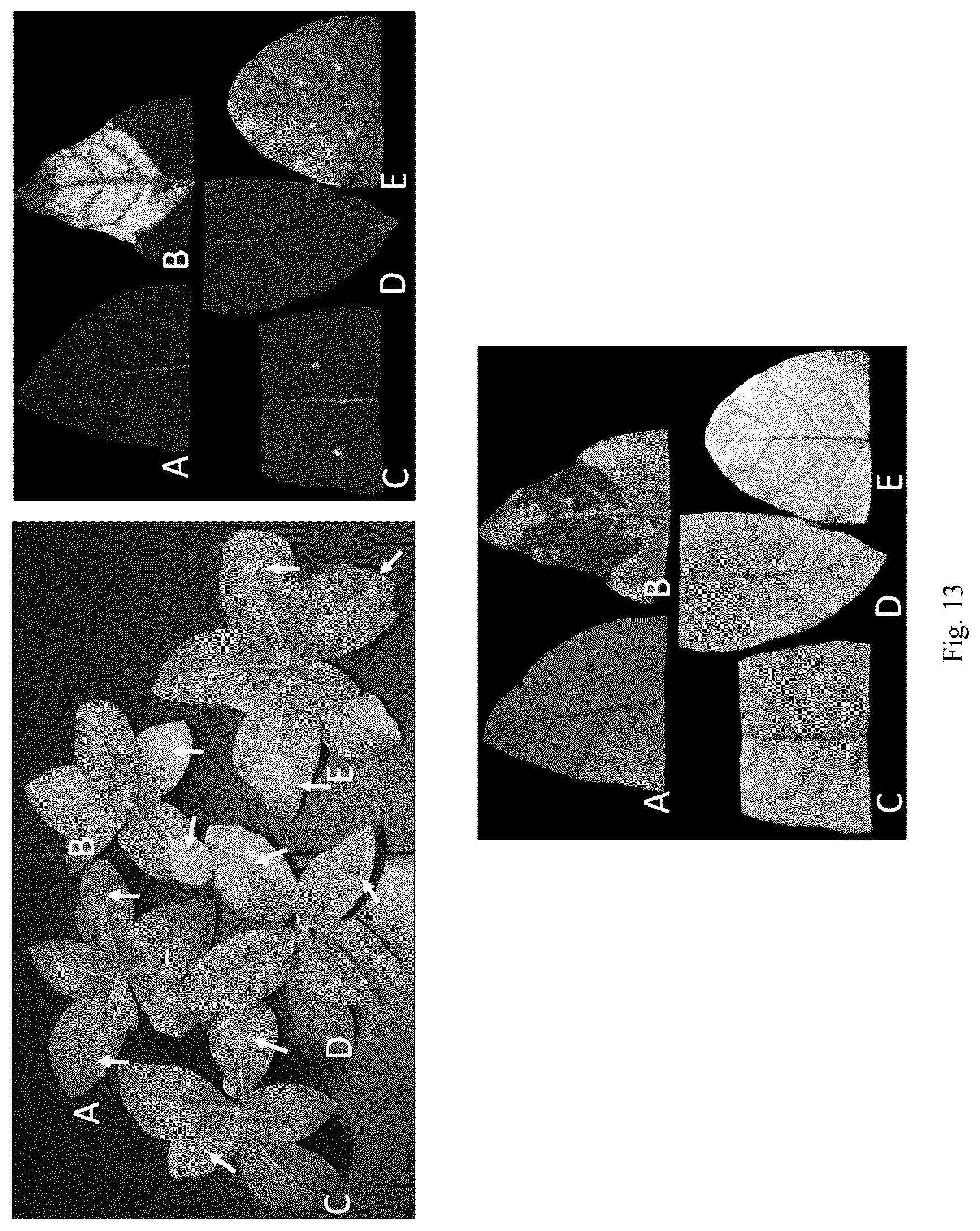 Patent US12426568 Figure 15 – System and methods for the biocontrol of plant pathogens