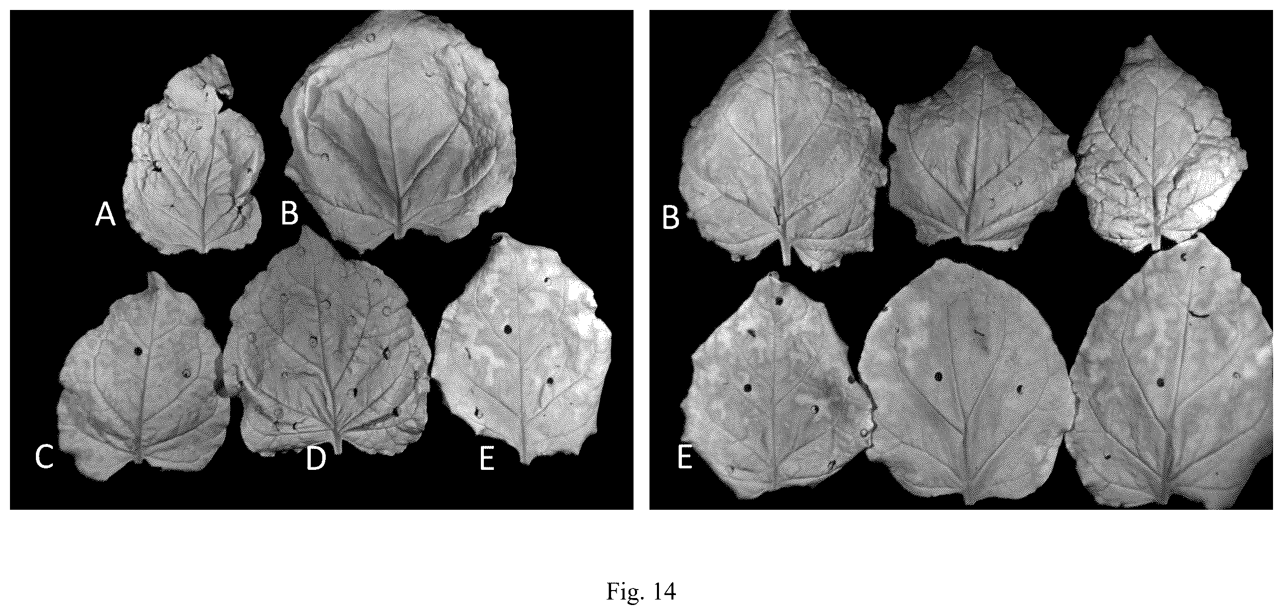 Patent US12426568 Figure 16 – System and methods for the biocontrol of plant pathogens