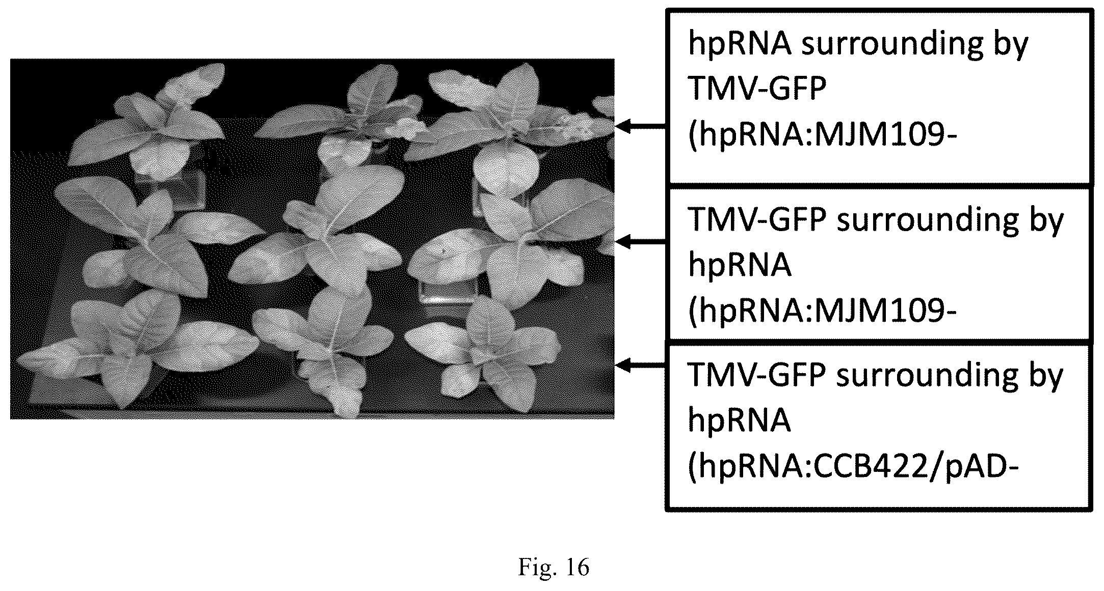 Patent US12426568 Figure 18 – System and methods for the biocontrol of plant pathogens