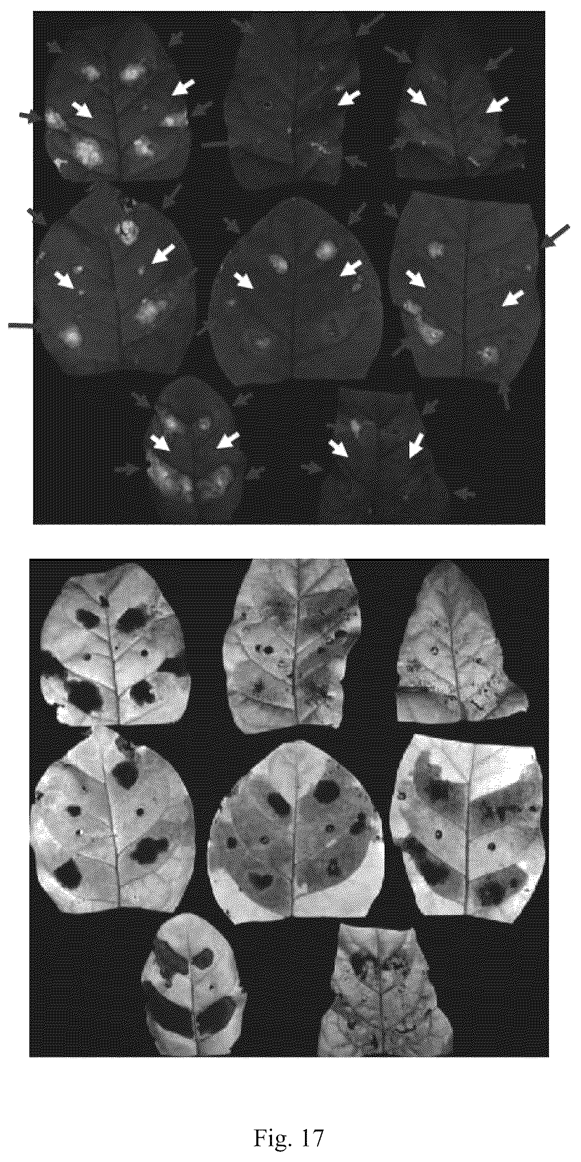 Patent US12426568 Figure 19 – System and methods for the biocontrol of plant pathogens