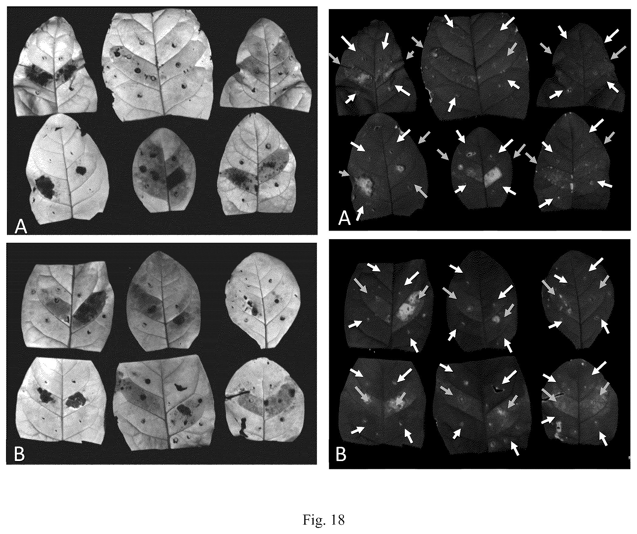 Patent US12426568 Figure 20 – System and methods for the biocontrol of plant pathogens