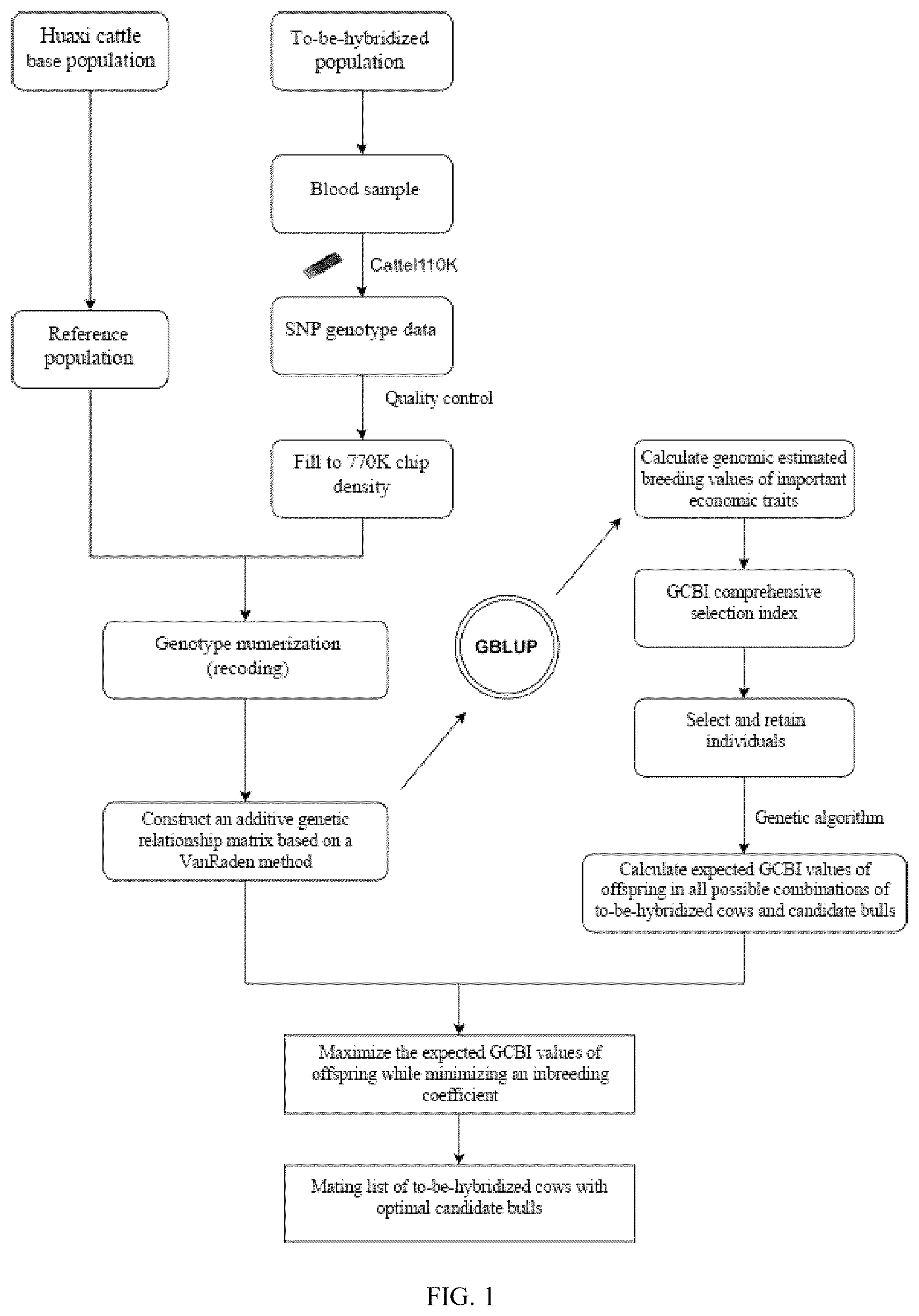 Patent US12426578 Figure 1 – Genomic mating method for Huaxi cattle based on whole genome single nucleotide polymorphism information and application thereof