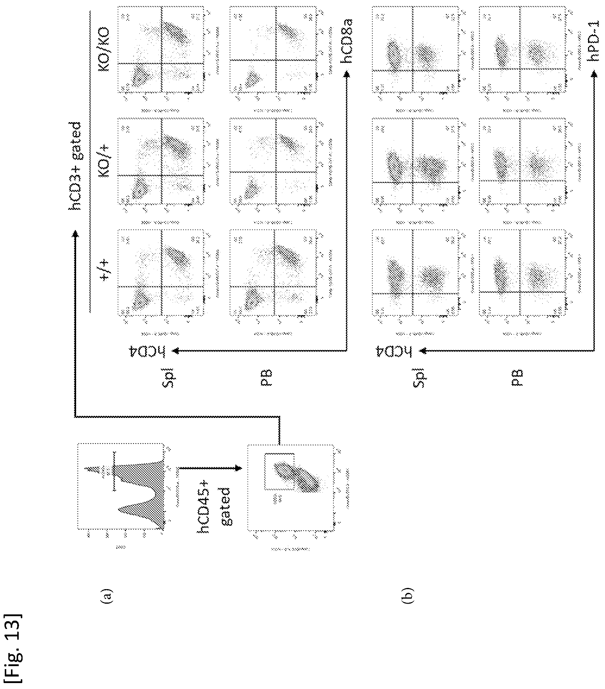 Patent US12426579 Figure 9 – Immunodeficient mouse