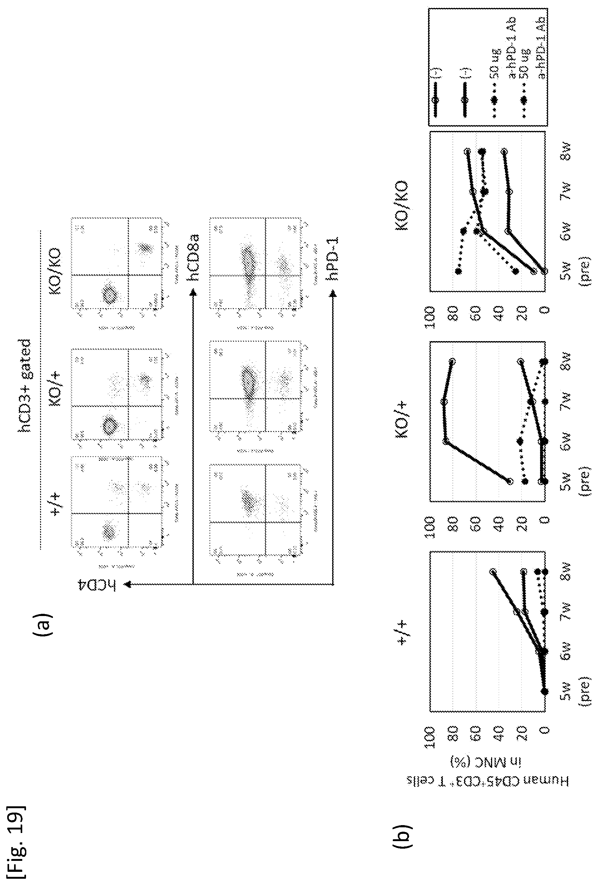 Patent US12426579 Figure 14 – Immunodeficient mouse