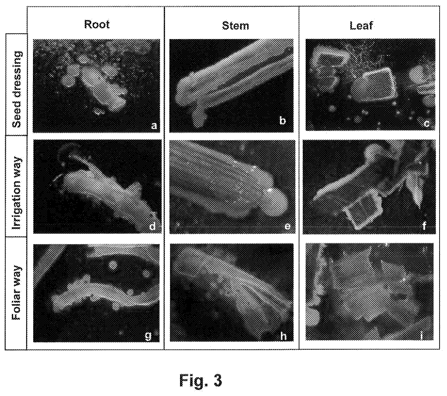 Patent US12426600 Figure 2 – Methylobacterium sp. nov. strain, compositions comprising it, and its use as bio-stimulant and endophyte nitrogen-fixing bacterium