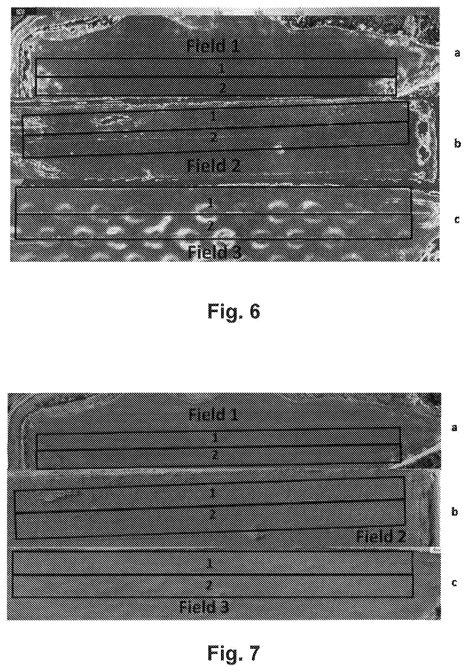 Patent US12426600 Figure 4 – Methylobacterium sp. nov. strain, compositions comprising it, and its use as bio-stimulant and endophyte nitrogen-fixing bacterium