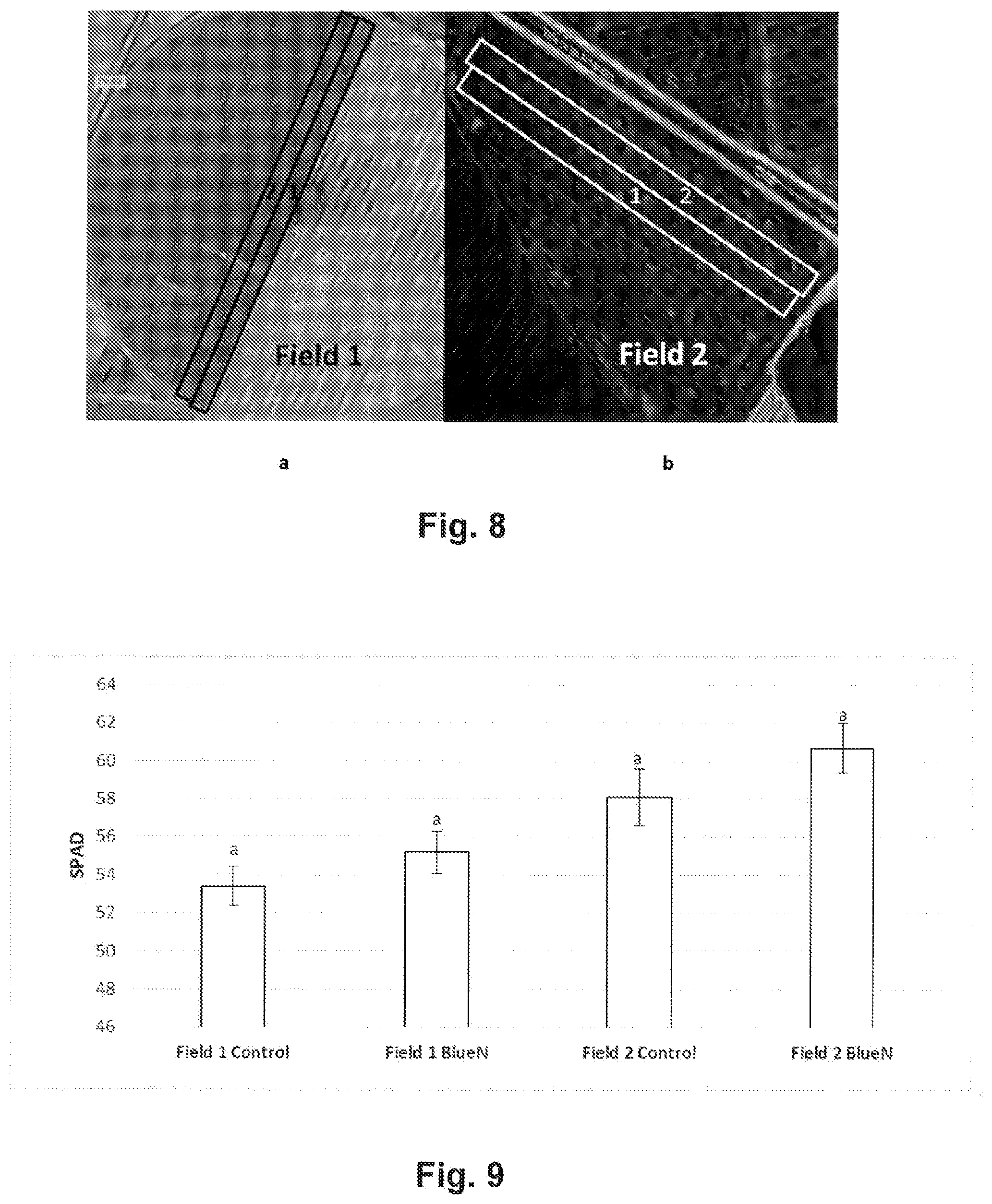Patent US12426600 Figure 5 – Methylobacterium sp. nov. strain, compositions comprising it, and its use as bio-stimulant and endophyte nitrogen-fixing bacterium