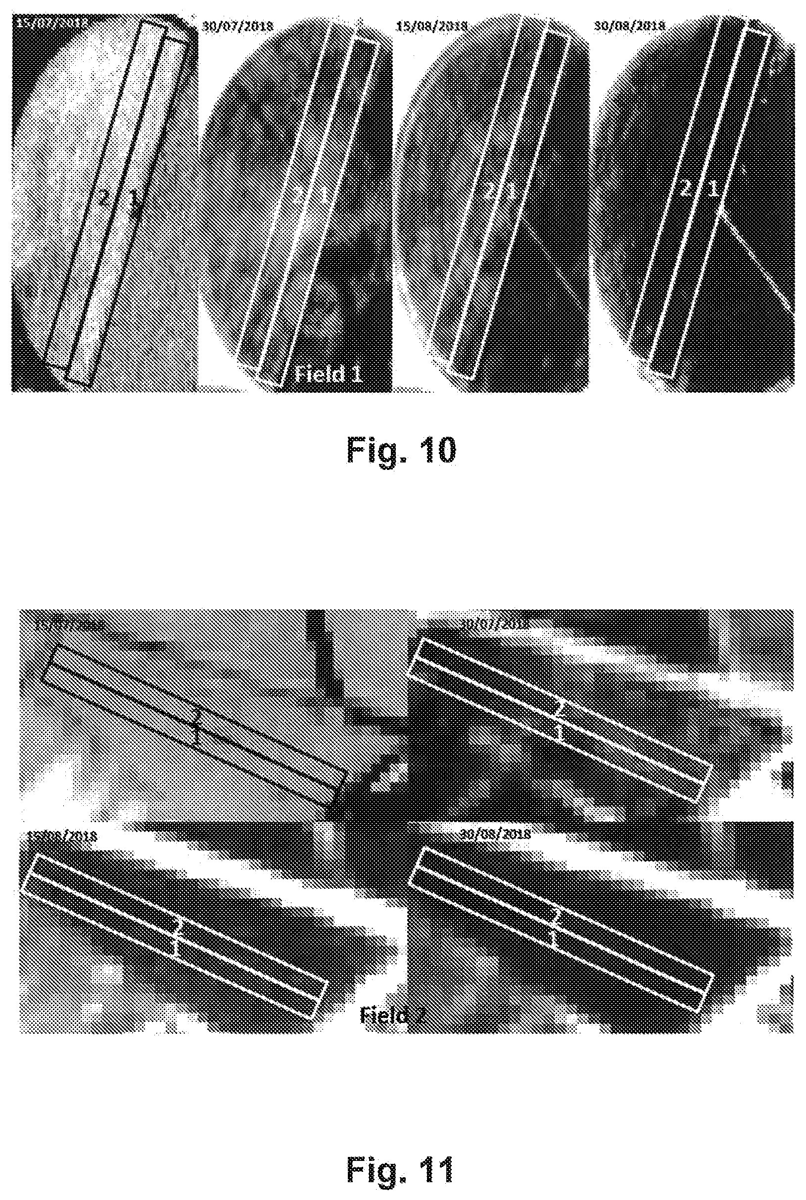 Patent US12426600 Figure 6 – Methylobacterium sp. nov. strain, compositions comprising it, and its use as bio-stimulant and endophyte nitrogen-fixing bacterium