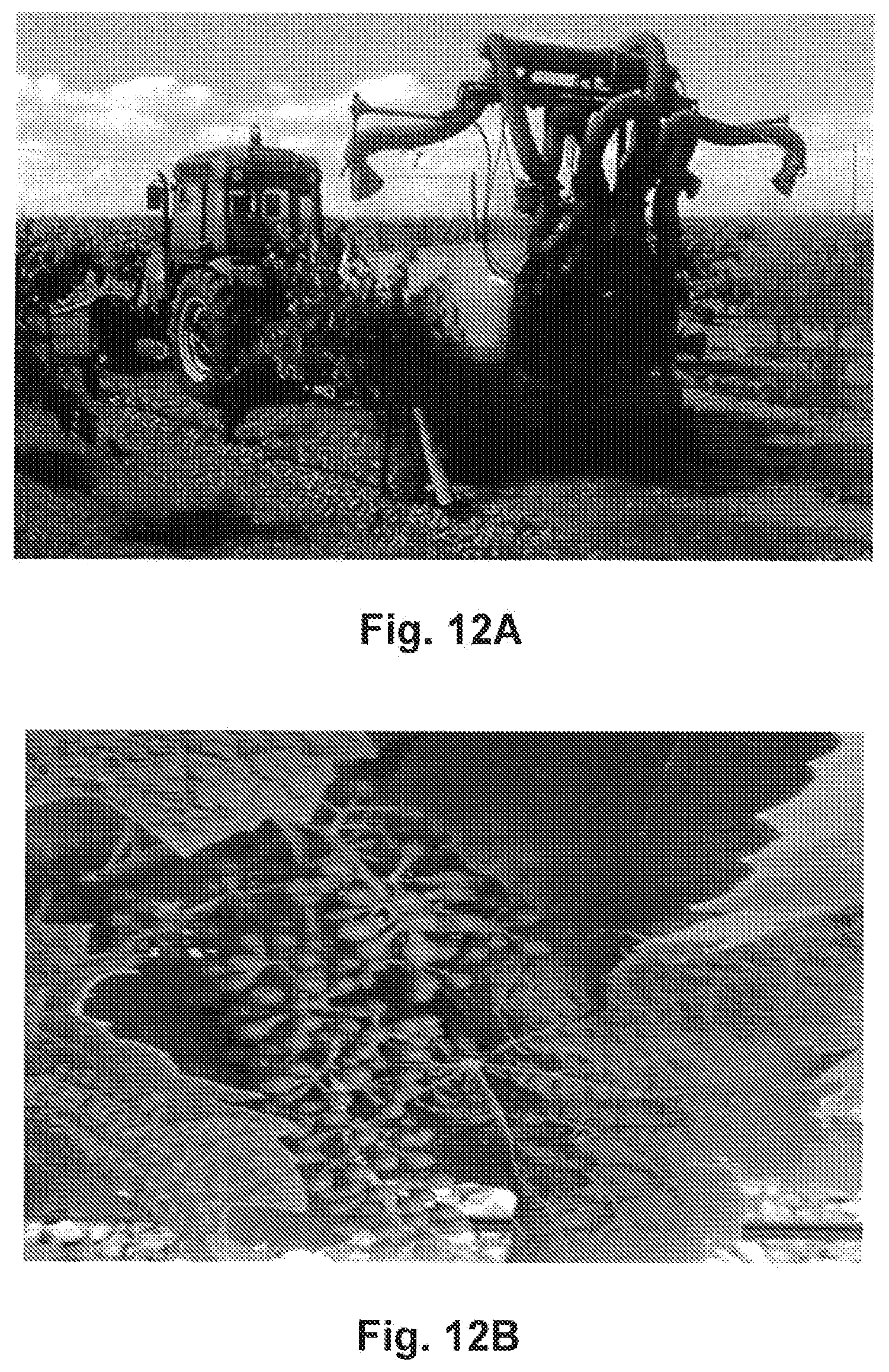 Patent US12426600 Figure 7 – Methylobacterium sp. nov. strain, compositions comprising it, and its use as bio-stimulant and endophyte nitrogen-fixing bacterium