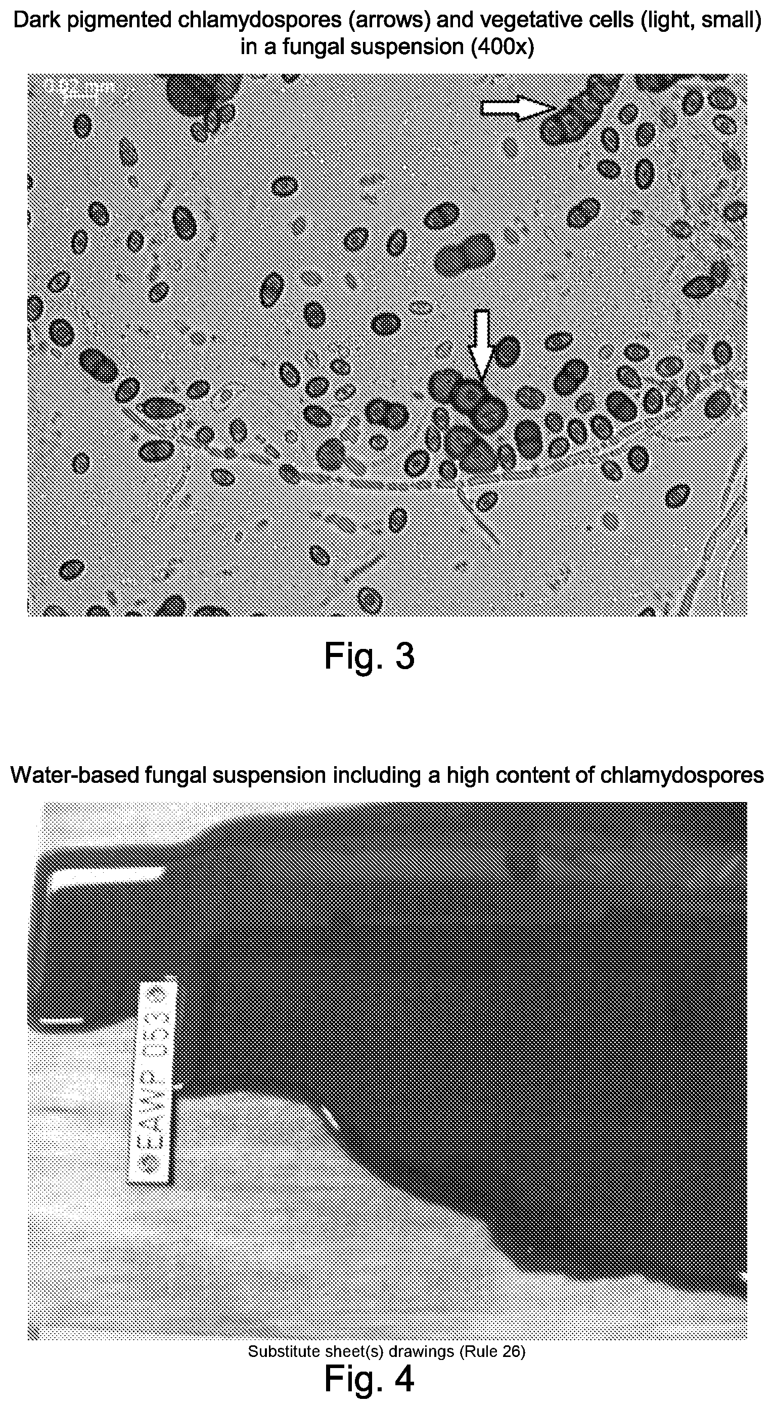 Patent US12426601 Figure 2 – Functional microbiological coating