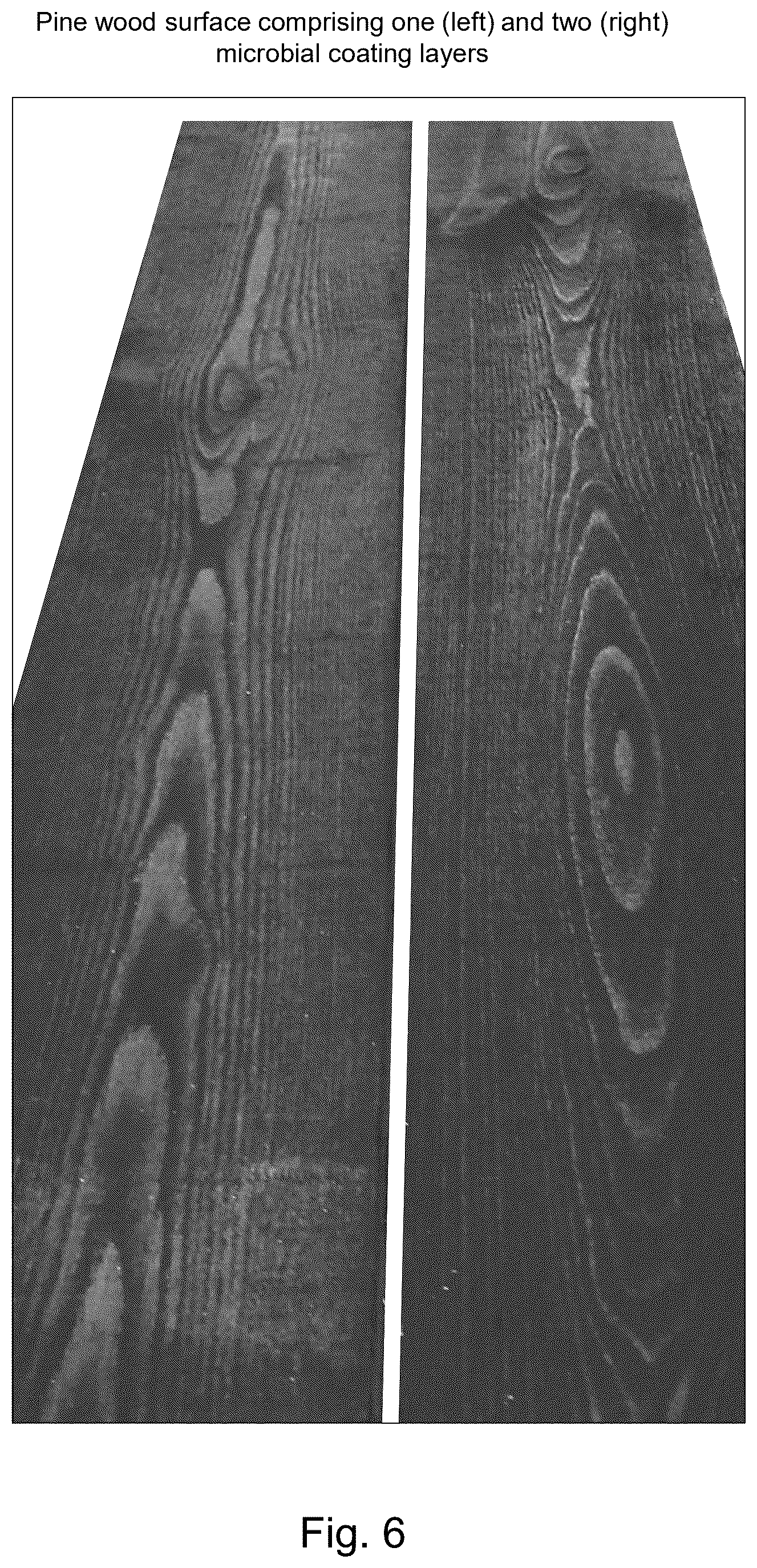 Patent US12426601 Figure 4 – Functional microbiological coating