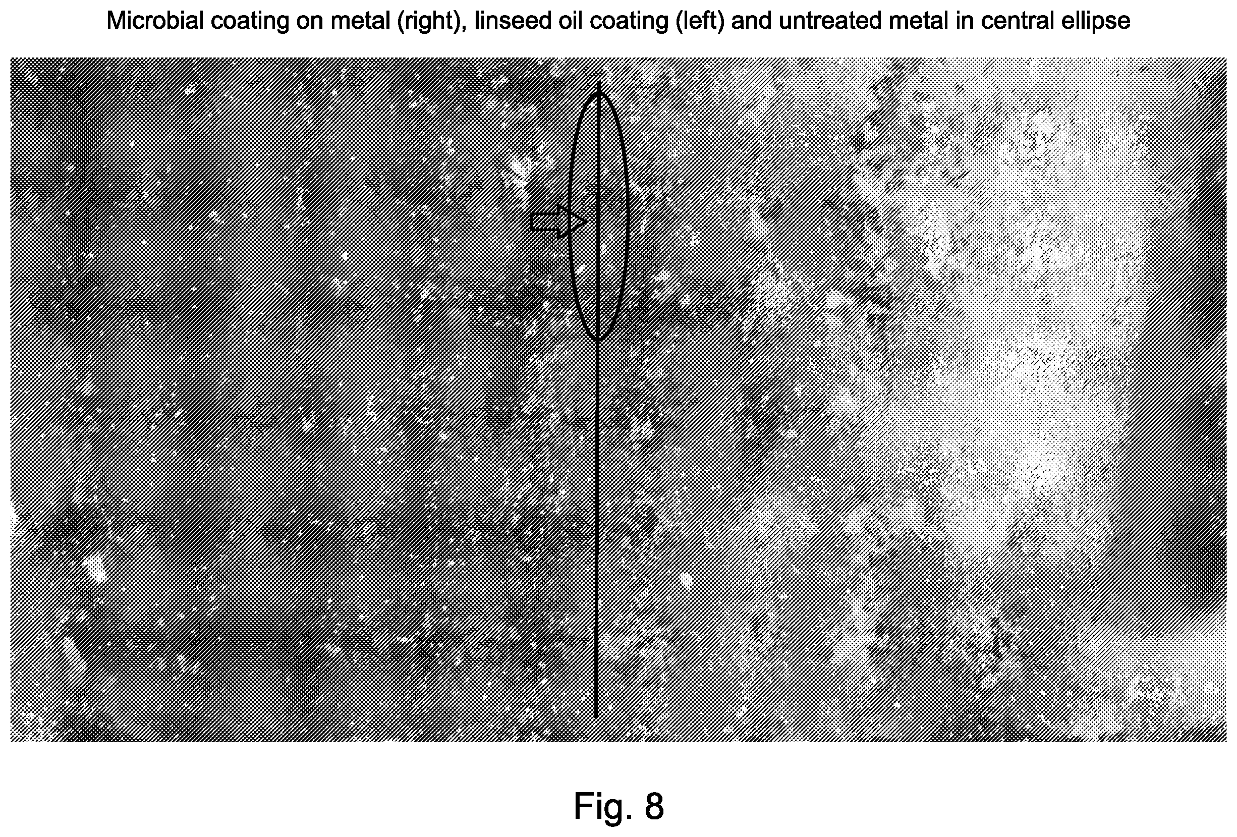 Patent US12426601 Figure 6 – Functional microbiological coating