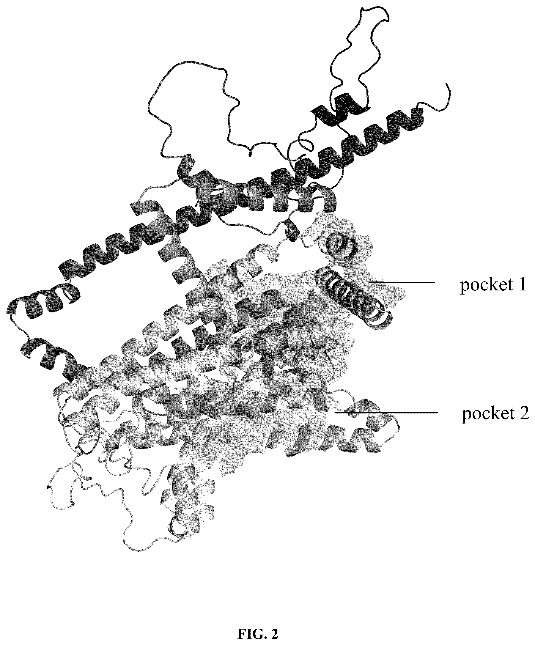 Patent US12426614 Figure 2 – Lentinula edodes-derived saltiness enhancing peptide, method for preparing the same and use thereof