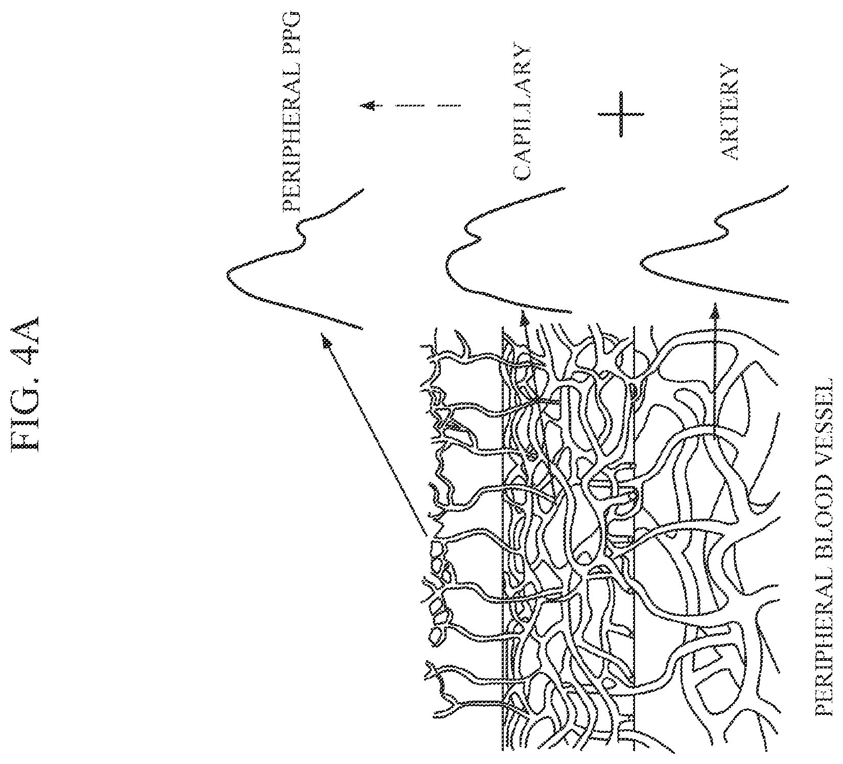 Patent US12426791 Figure 6 – Bio-information measuring apparatus and bio-information measuring method