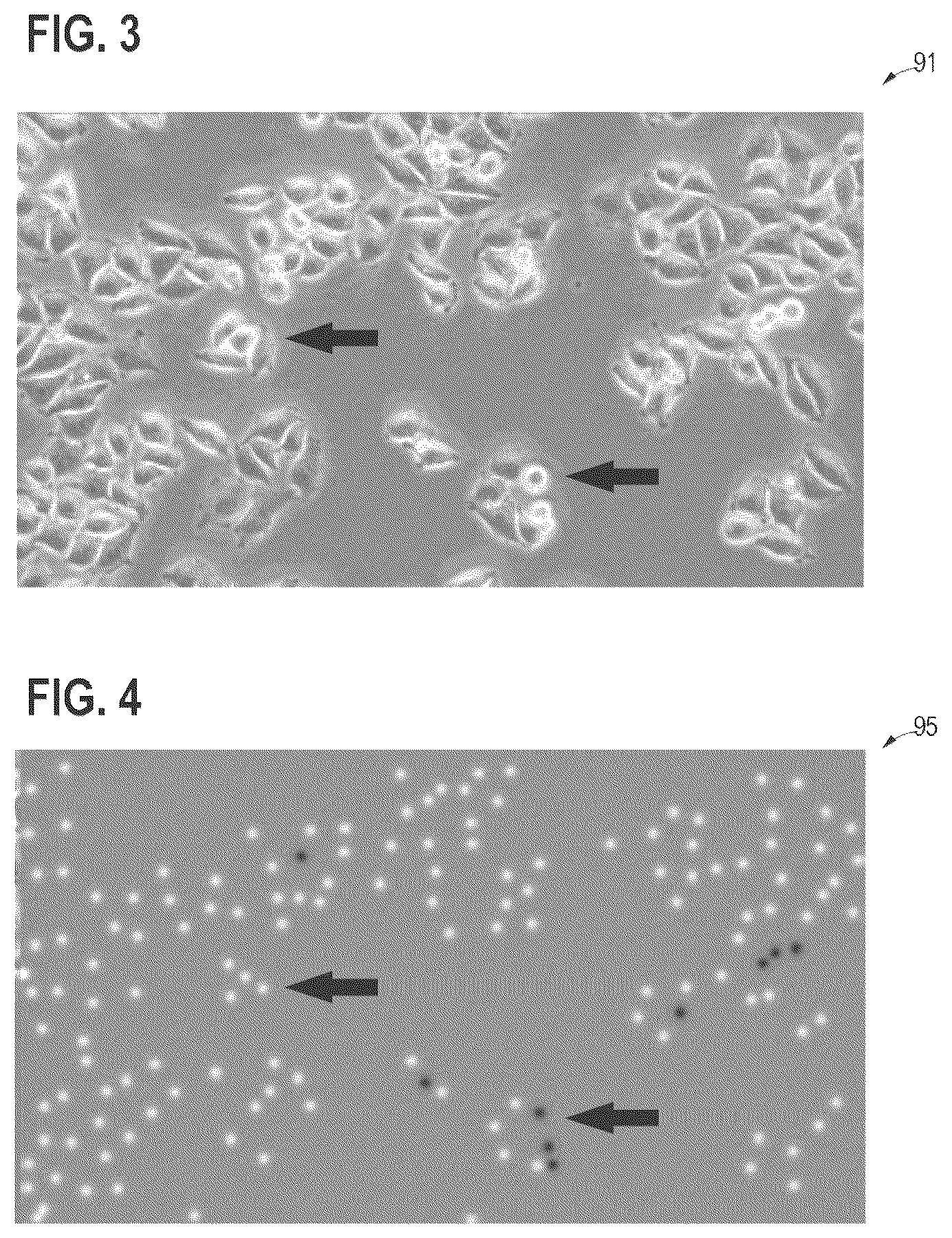 Patent US12437396 Figure 3 – Machine-learned cell counting or cell confluence for a plurality of cell types