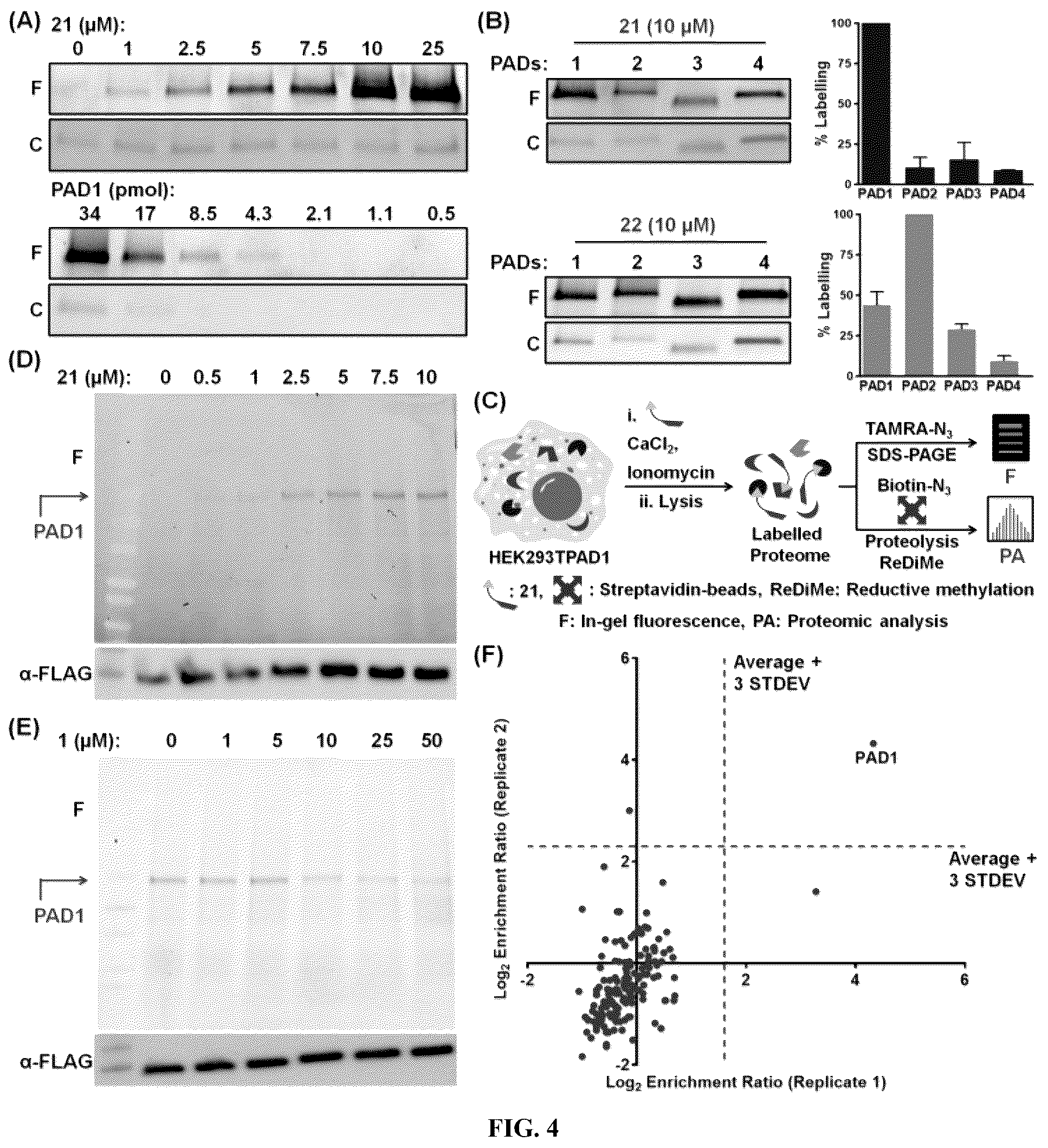 Patent US12448358 Figure 4 – Inhibitors of protein arginine deiminase 1 and methods of preparation and use thereof