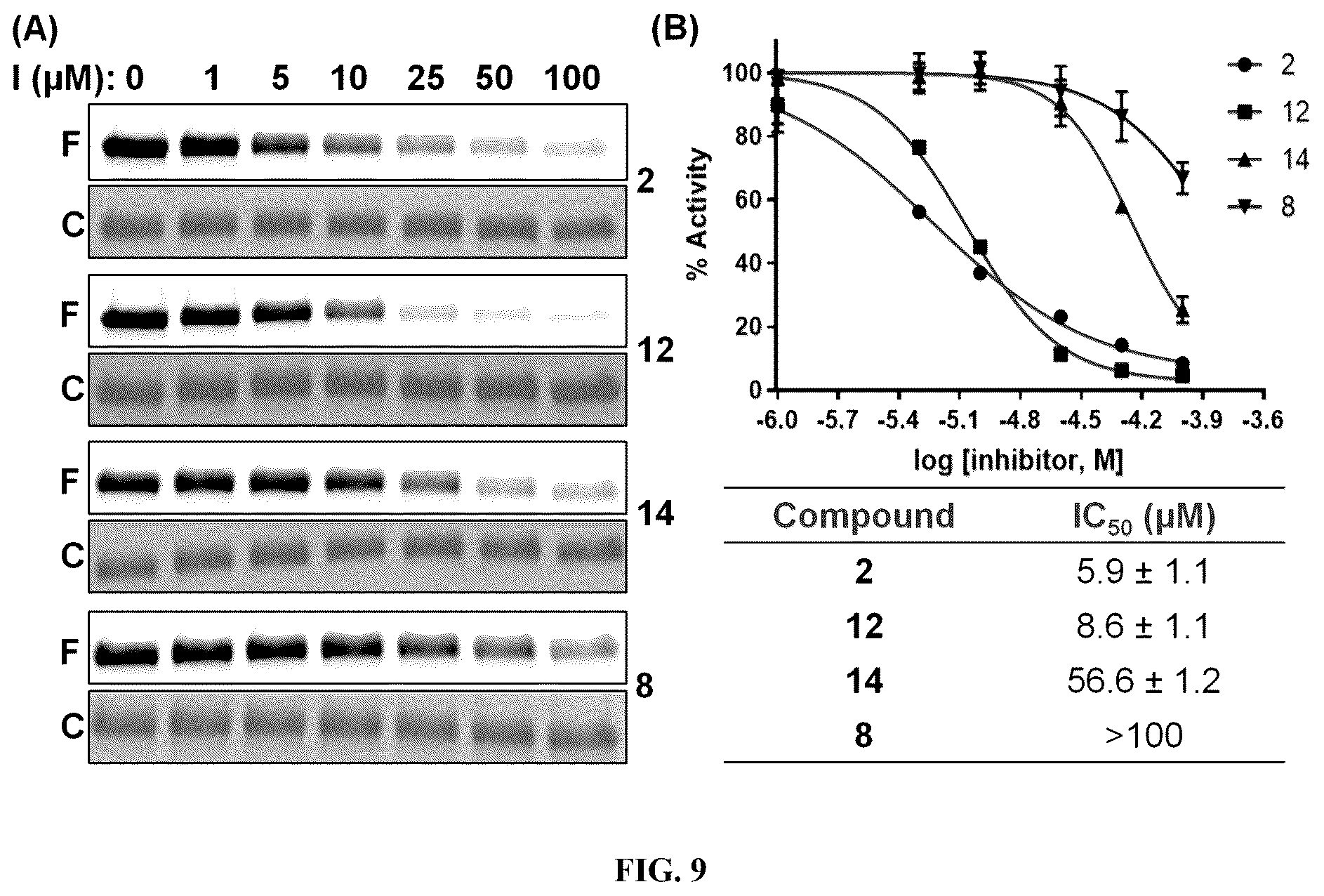 Patent US12448358 Figure 13 – Inhibitors of protein arginine deiminase 1 and methods of preparation and use thereof
