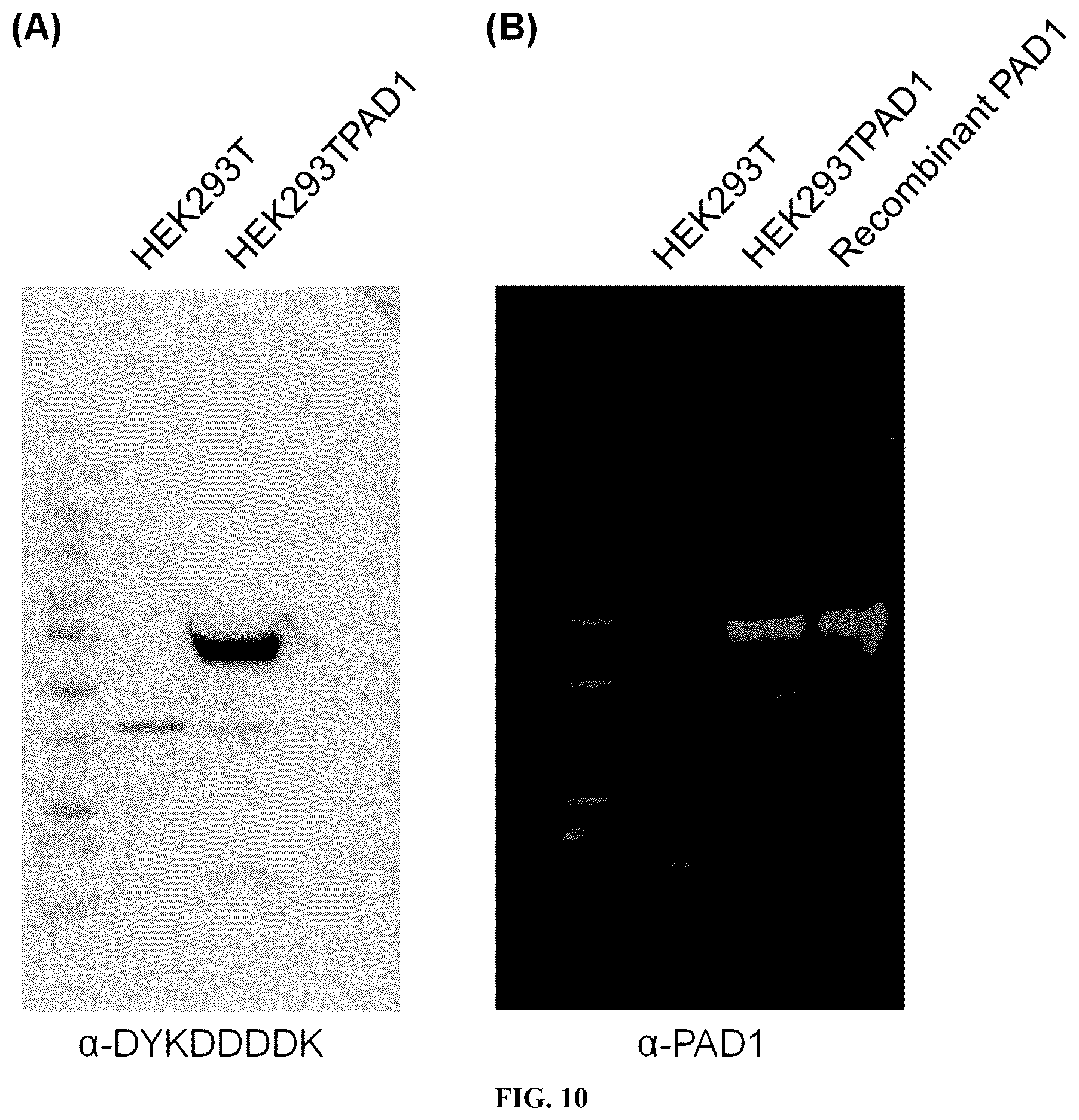 Patent US12448358 Figure 14 – Inhibitors of protein arginine deiminase 1 and methods of preparation and use thereof
