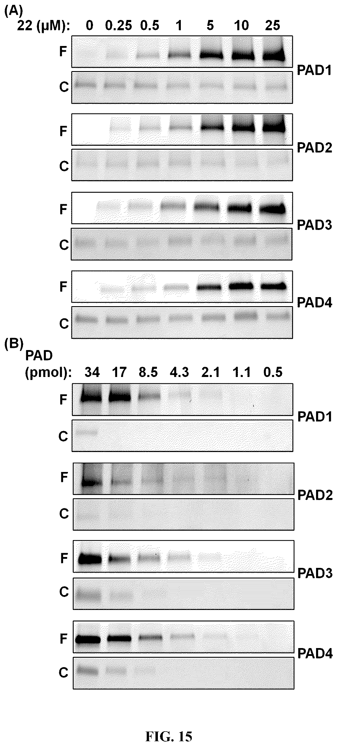 Patent US12448358 Figure 19 – Inhibitors of protein arginine deiminase 1 and methods of preparation and use thereof