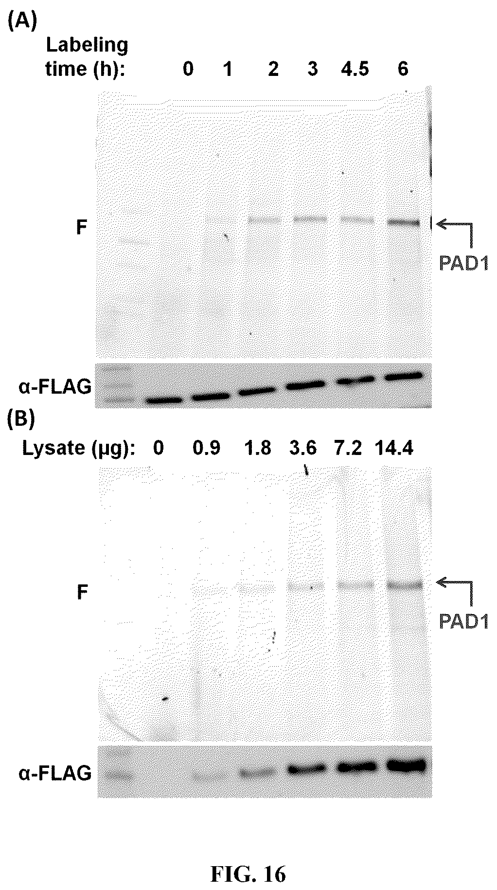 Patent US12448358 Figure 20 – Inhibitors of protein arginine deiminase 1 and methods of preparation and use thereof