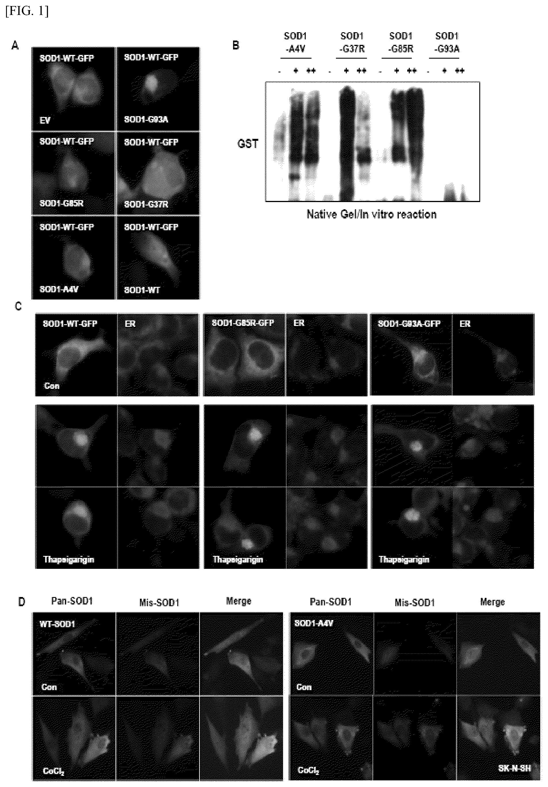 Patent US12448393 Figure 1 – Use of novel compound, for preventing, improving or treating amyotrophic lateral sclerosis