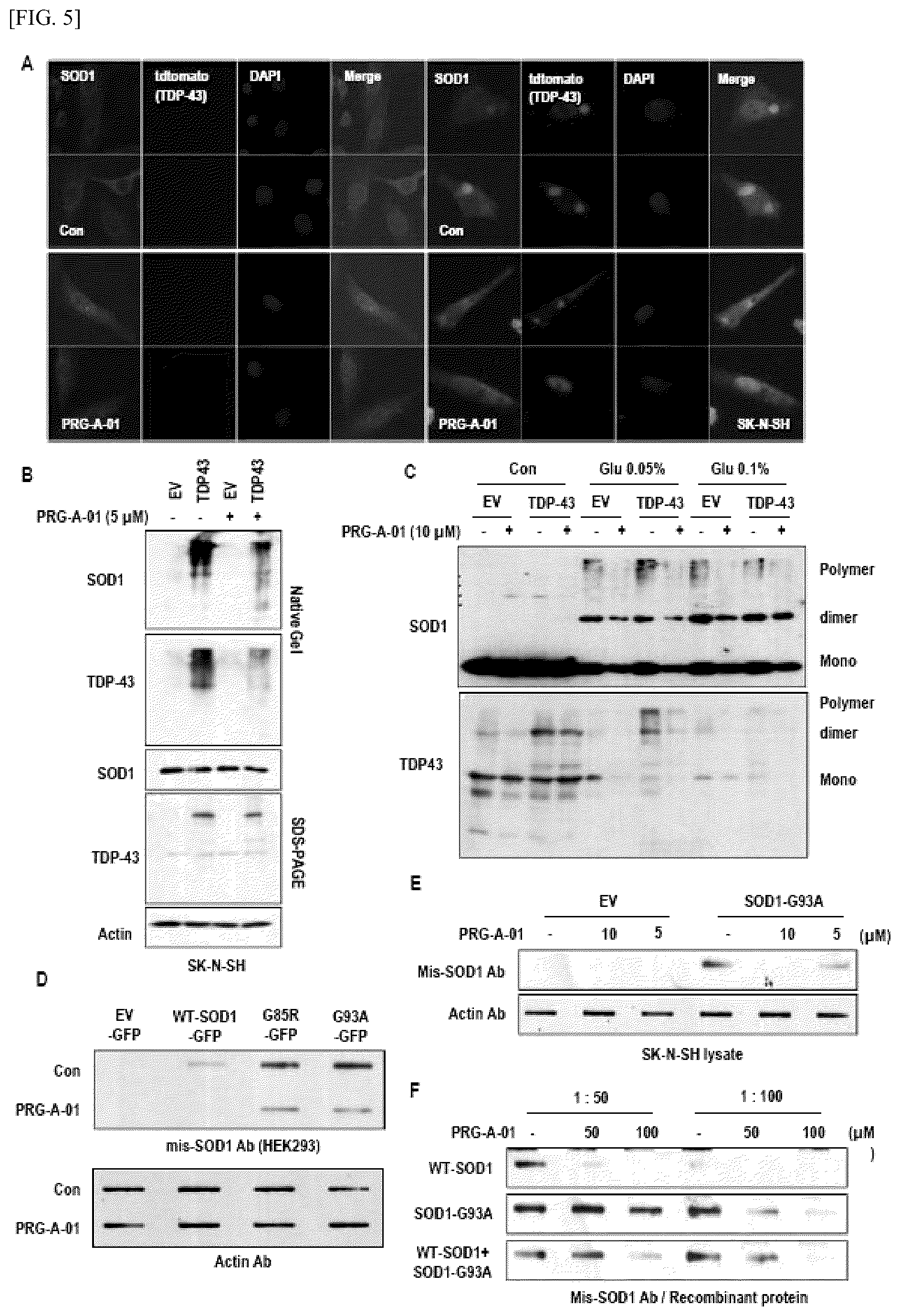 Patent US12448393 Figure 5 – Use of novel compound, for preventing, improving or treating amyotrophic lateral sclerosis