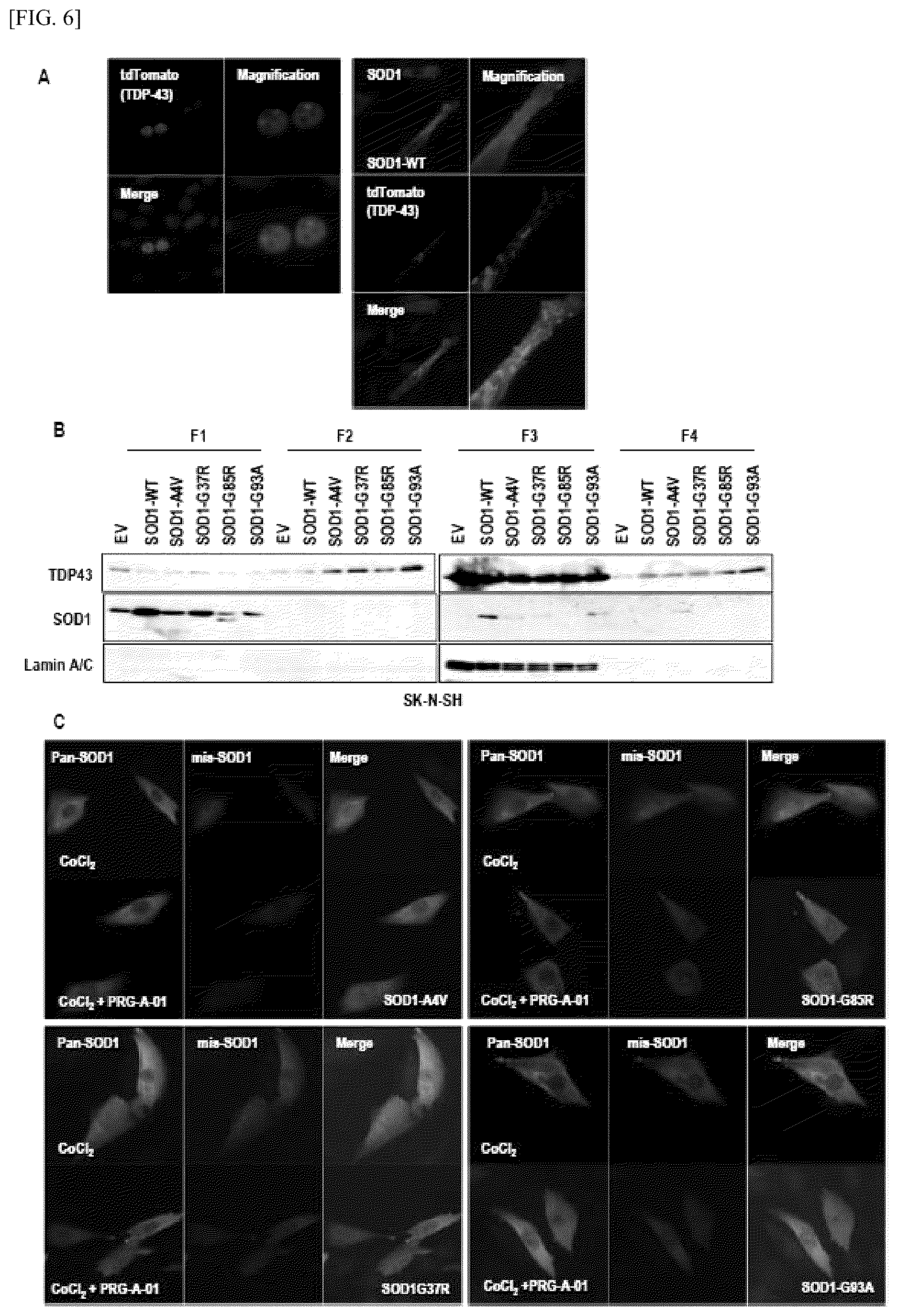 Patent US12448393 Figure 6 – Use of novel compound, for preventing, improving or treating amyotrophic lateral sclerosis