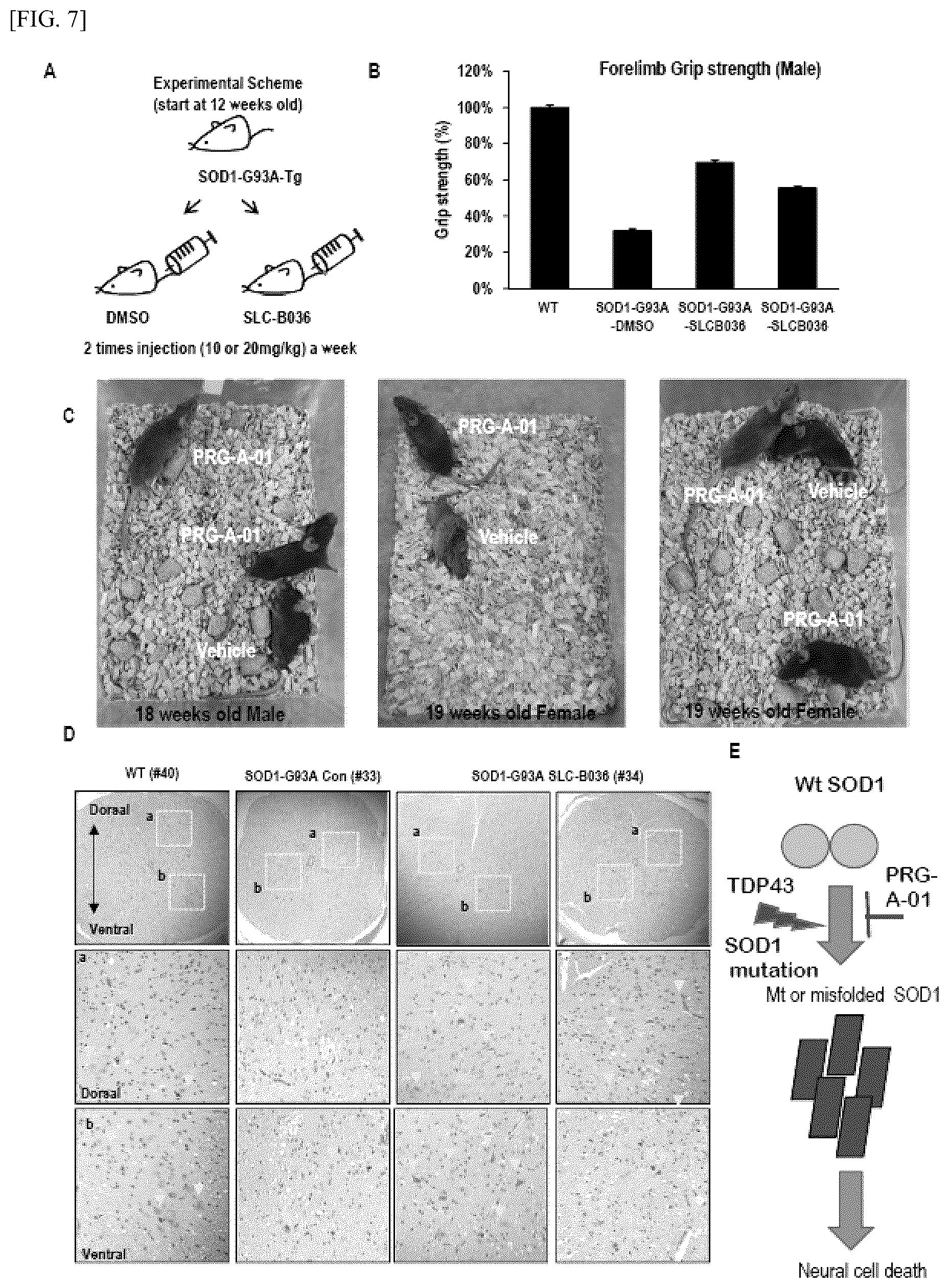 Patent US12448393 Figure 7 – Use of novel compound, for preventing, improving or treating amyotrophic lateral sclerosis