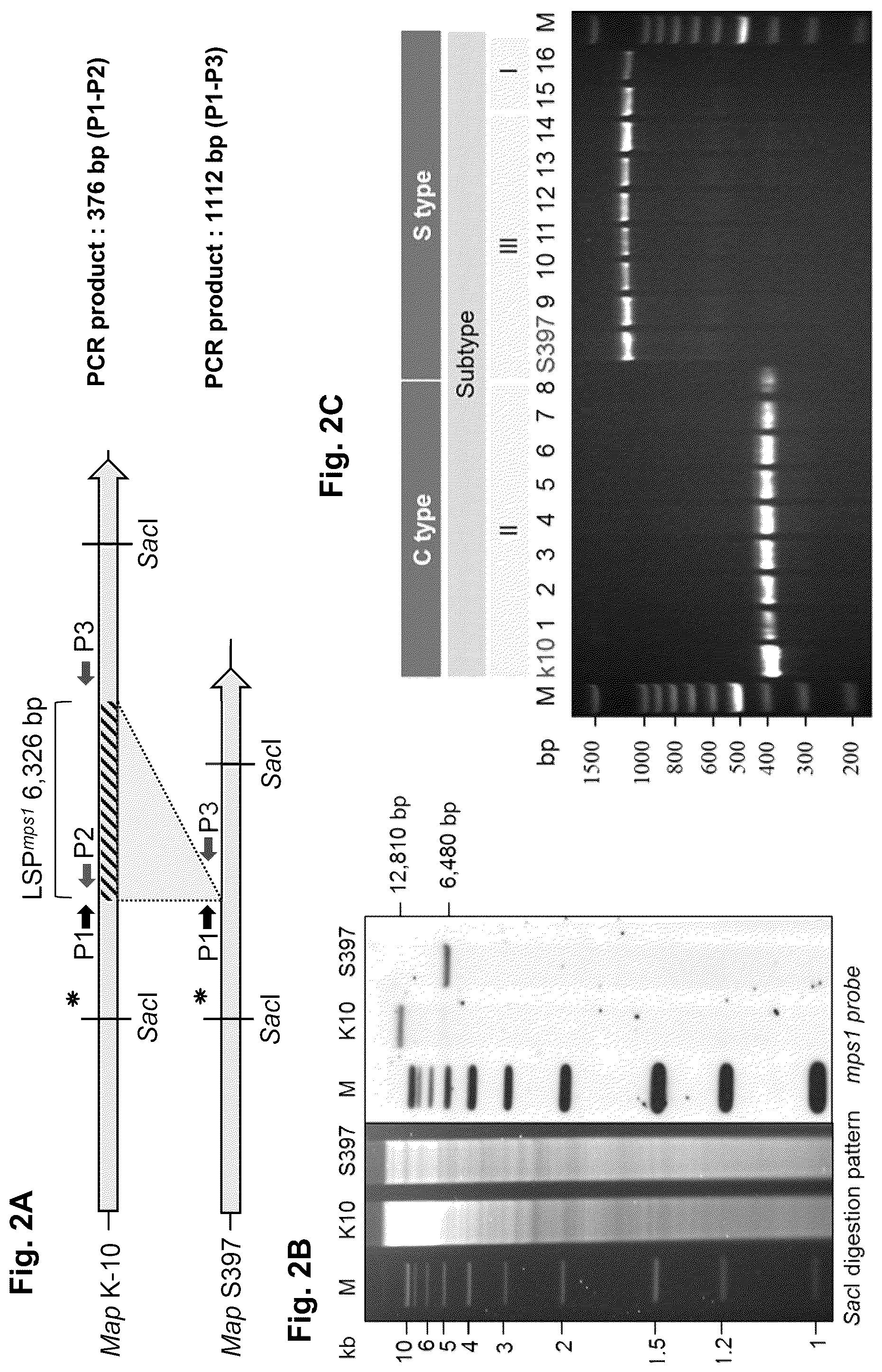 Patent US12448412 Figure 2 – Antigenic tripeptides derived from Mycobacterium avium subsp. paratuberculosis S-type strains, derivatives and uses thereof