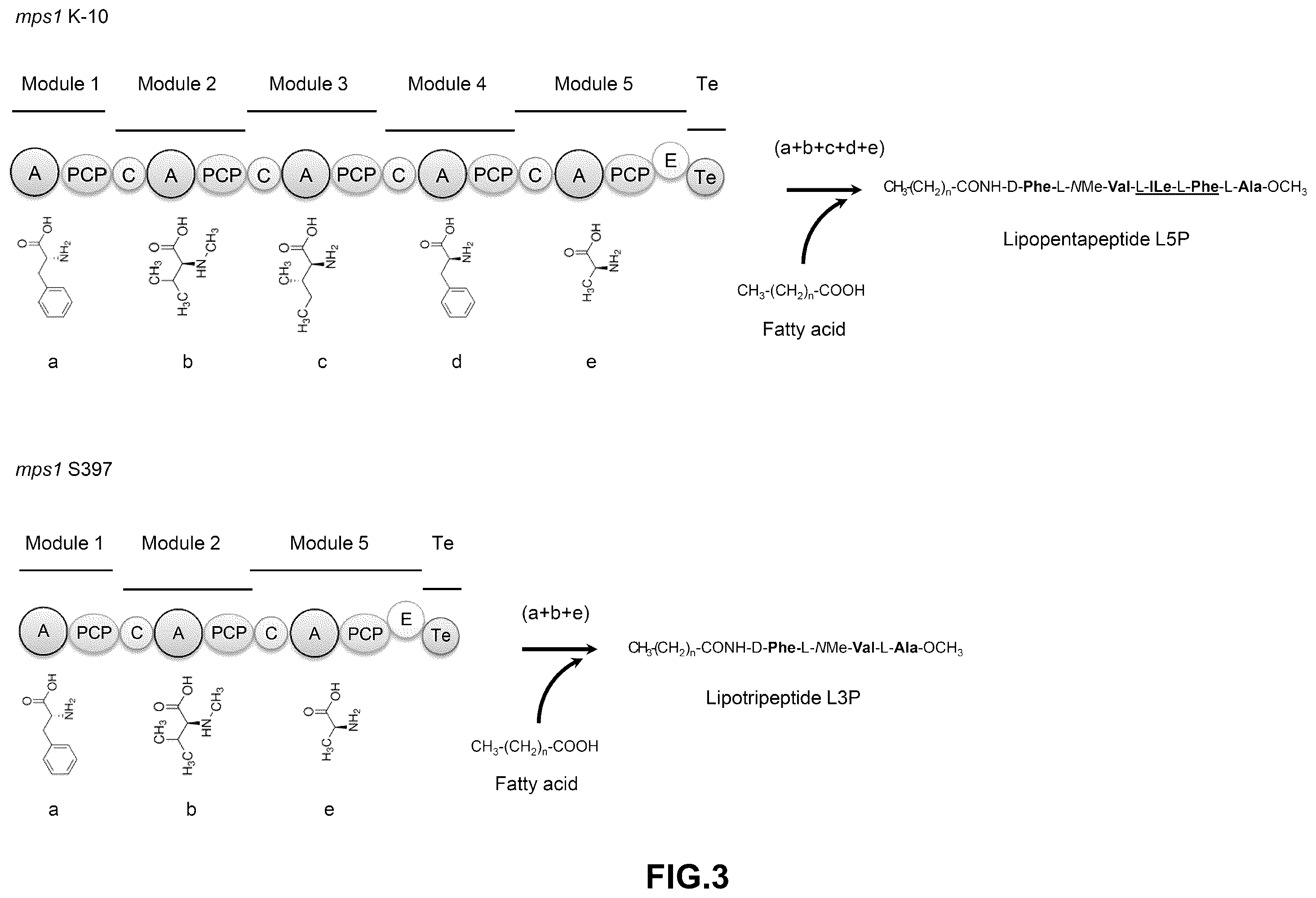 Patent US12448412 Figure 3 – Antigenic tripeptides derived from Mycobacterium avium subsp. paratuberculosis S-type strains, derivatives and uses thereof