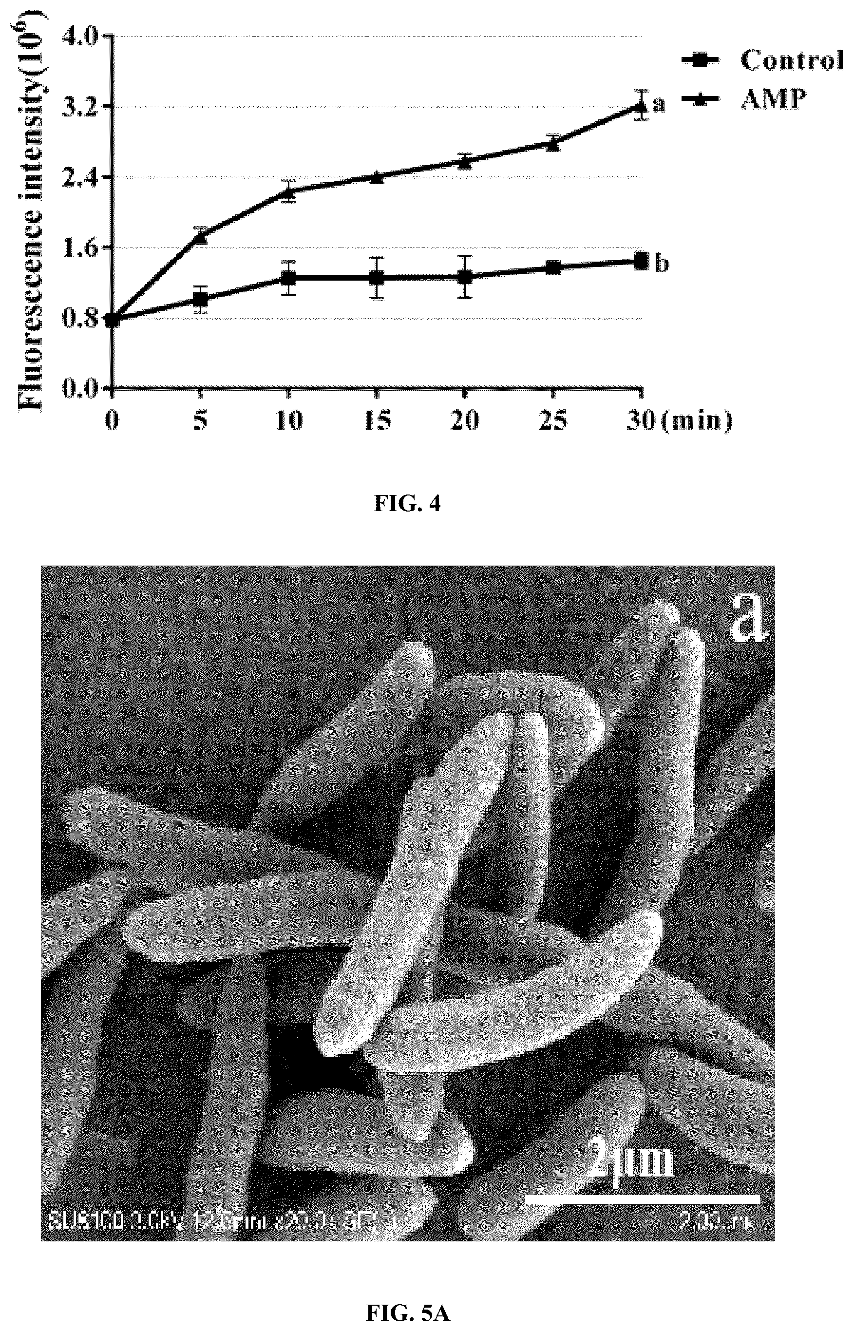 Patent US12448414 Figure 5 – Antimicrobial peptide (AMP) for controlling Pseudomonas syringae pv. actinidiae (PSA) and preparation method and use thereof