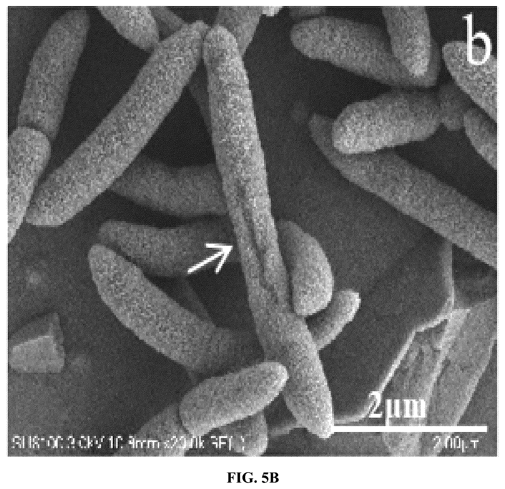 Patent US12448414 Figure 6 – Antimicrobial peptide (AMP) for controlling Pseudomonas syringae pv. actinidiae (PSA) and preparation method and use thereof
