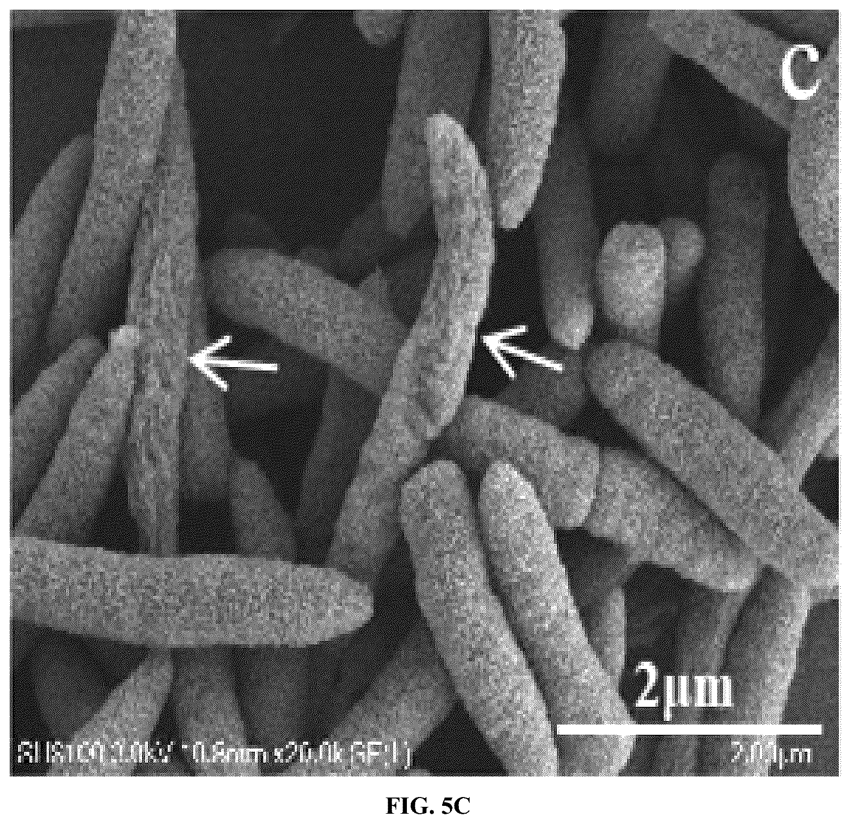 Patent US12448414 Figure 7 – Antimicrobial peptide (AMP) for controlling Pseudomonas syringae pv. actinidiae (PSA) and preparation method and use thereof