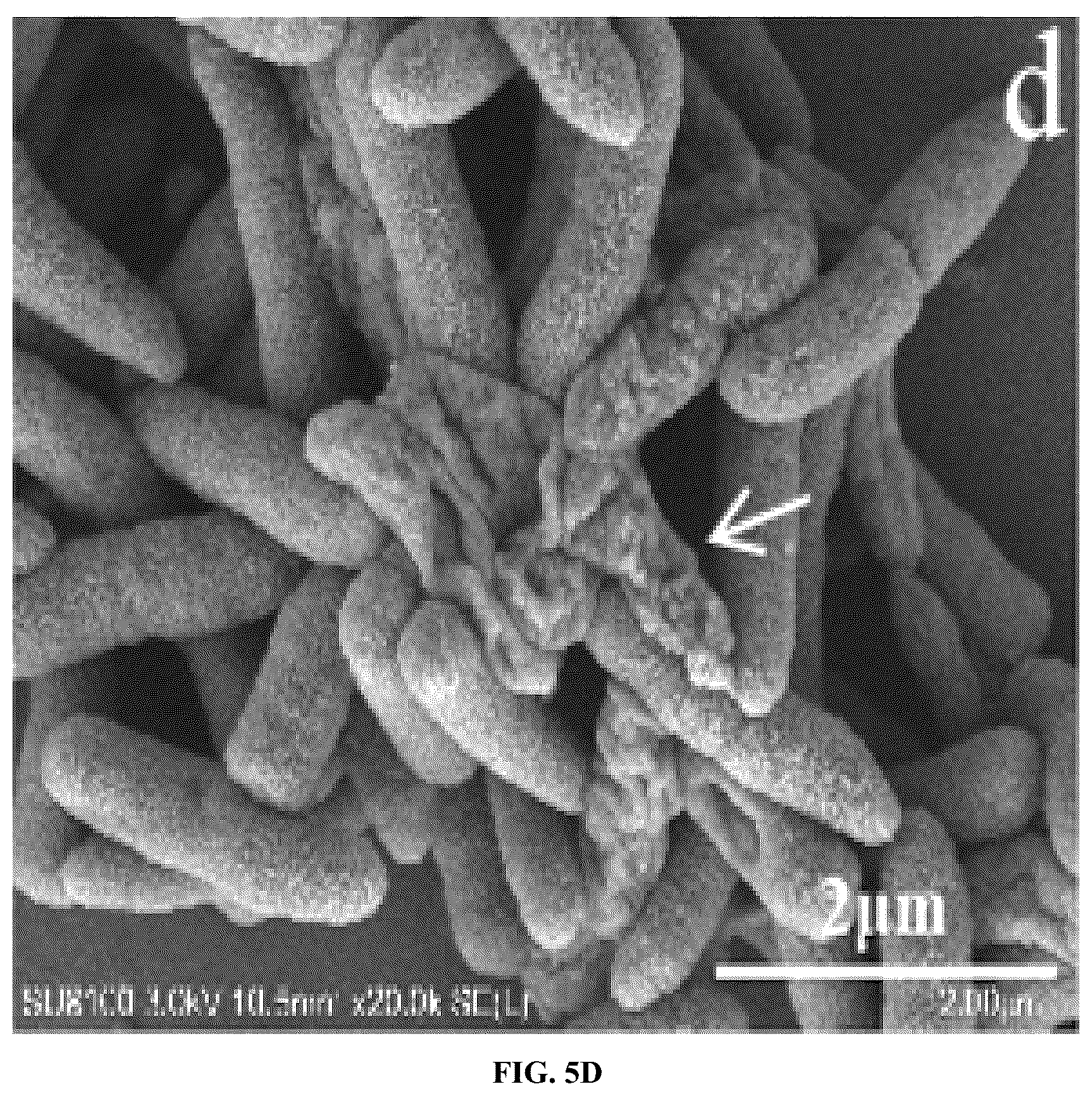 Patent US12448414 Figure 8 – Antimicrobial peptide (AMP) for controlling Pseudomonas syringae pv. actinidiae (PSA) and preparation method and use thereof
