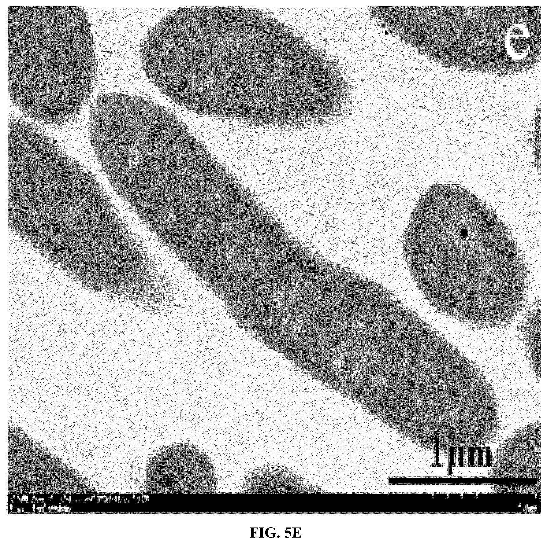 Patent US12448414 Figure 9 – Antimicrobial peptide (AMP) for controlling Pseudomonas syringae pv. actinidiae (PSA) and preparation method and use thereof
