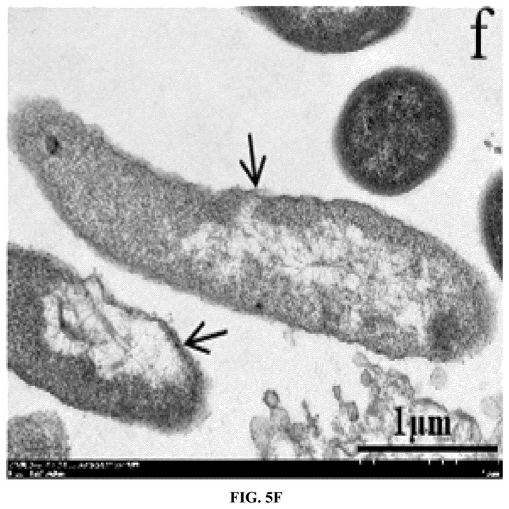 Patent US12448414 Figure 10 – Antimicrobial peptide (AMP) for controlling Pseudomonas syringae pv. actinidiae (PSA) and preparation method and use thereof