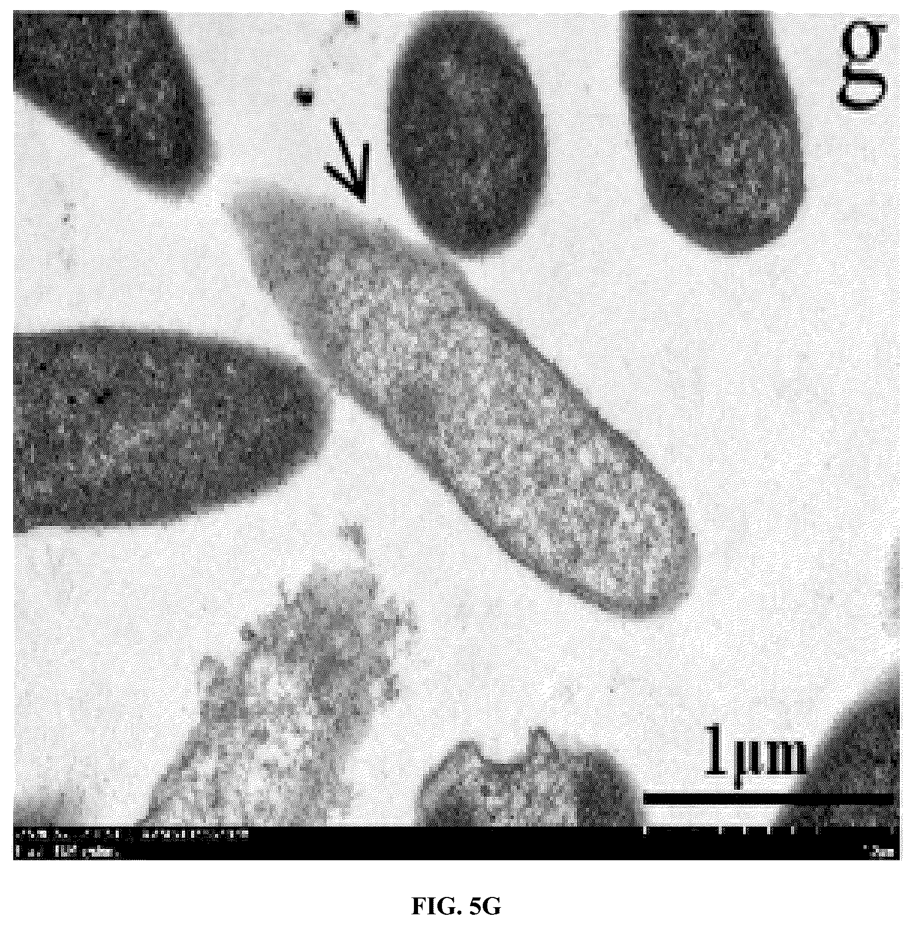 Patent US12448414 Figure 11 – Antimicrobial peptide (AMP) for controlling Pseudomonas syringae pv. actinidiae (PSA) and preparation method and use thereof