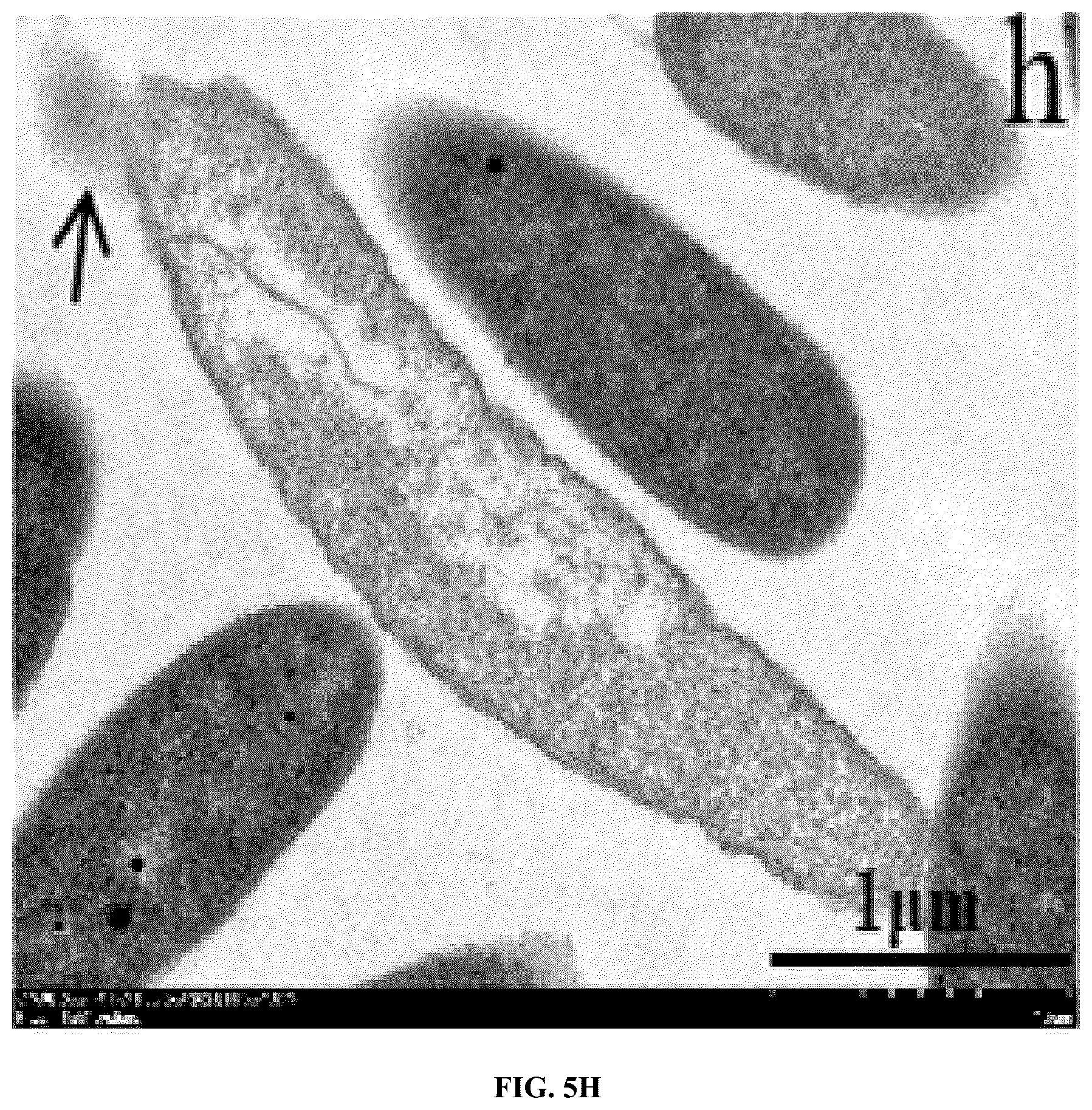 Patent US12448414 Figure 12 – Antimicrobial peptide (AMP) for controlling Pseudomonas syringae pv. actinidiae (PSA) and preparation method and use thereof